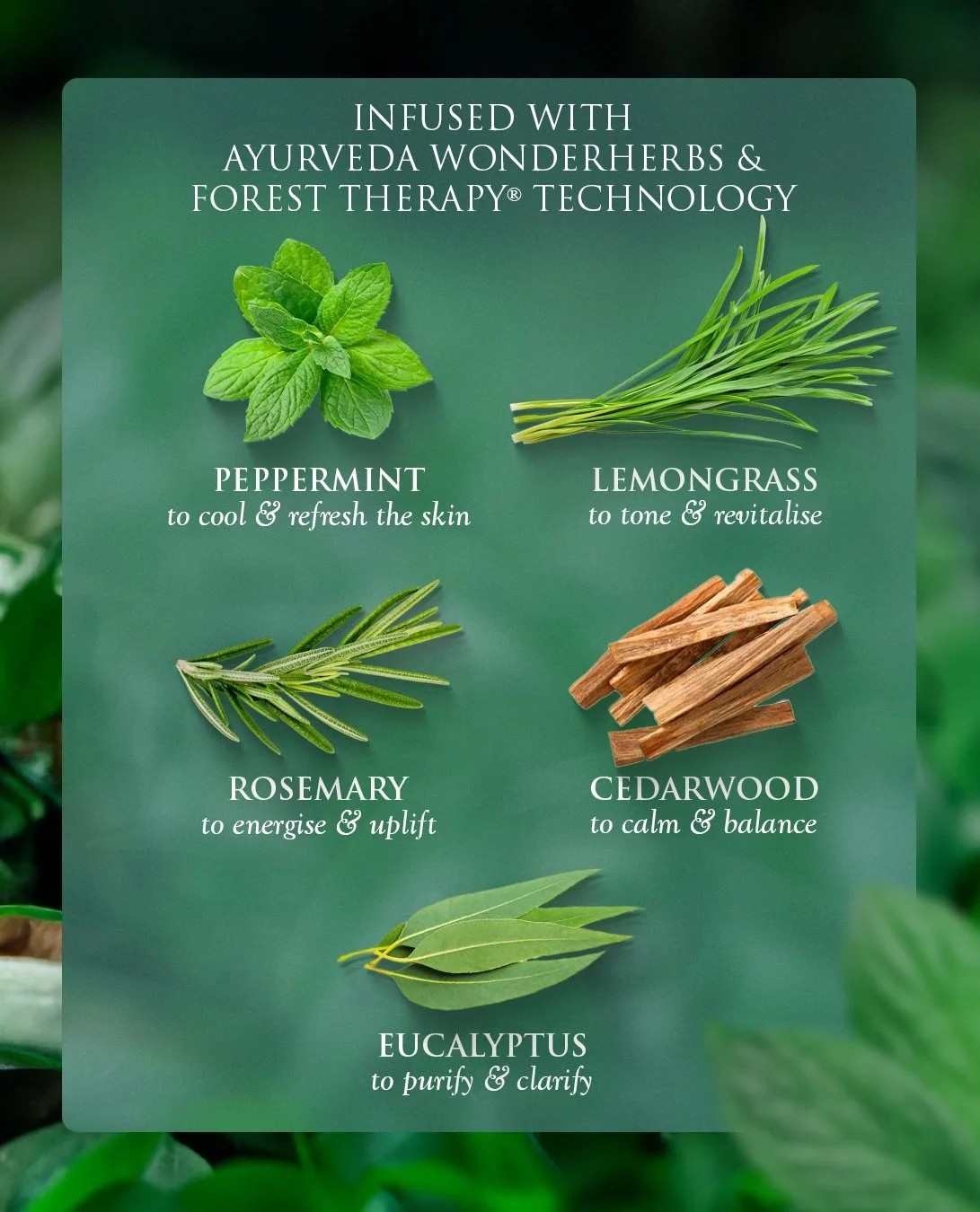 SPA CEYLON forest-veda-cream.jpg