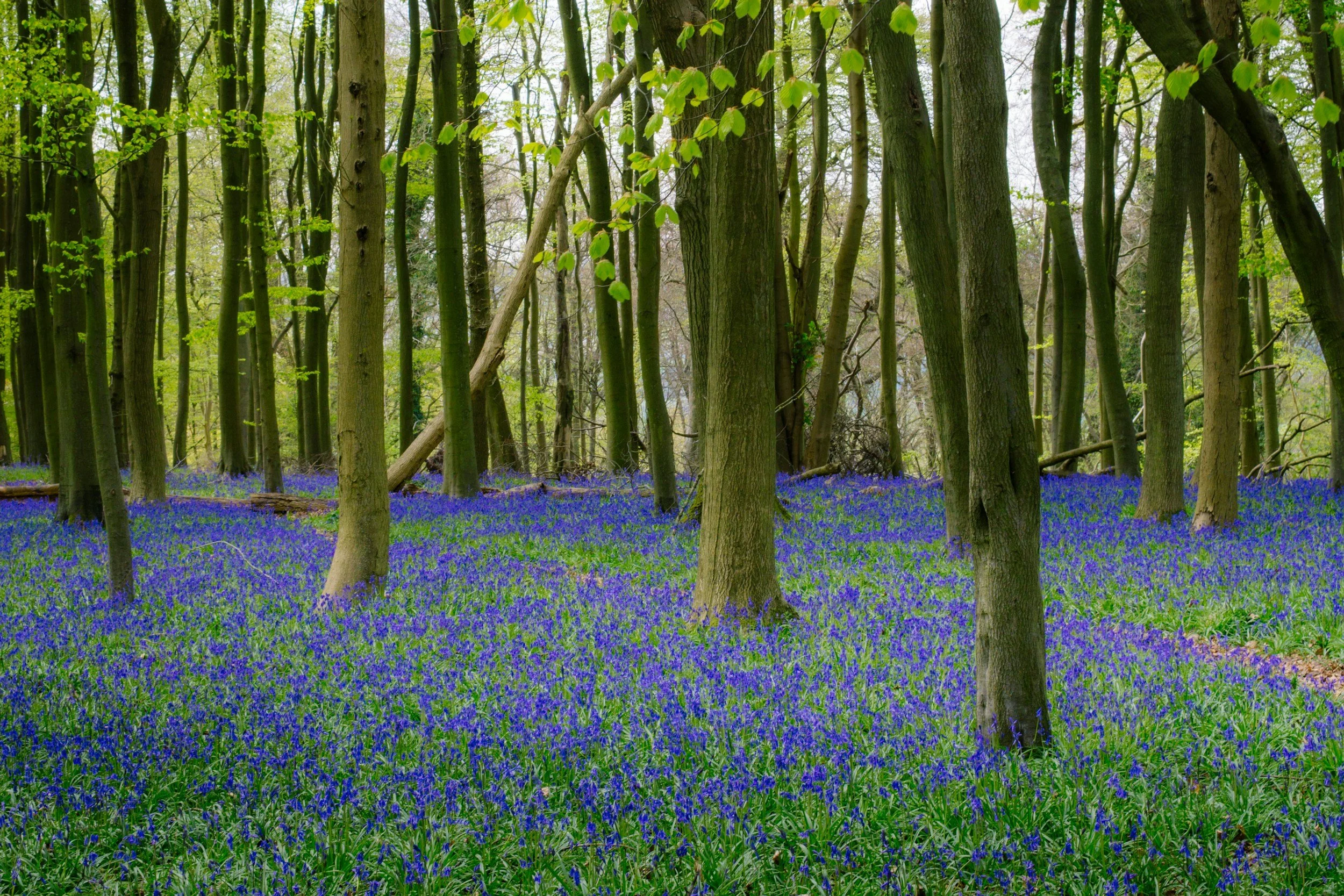 spring forest wood element