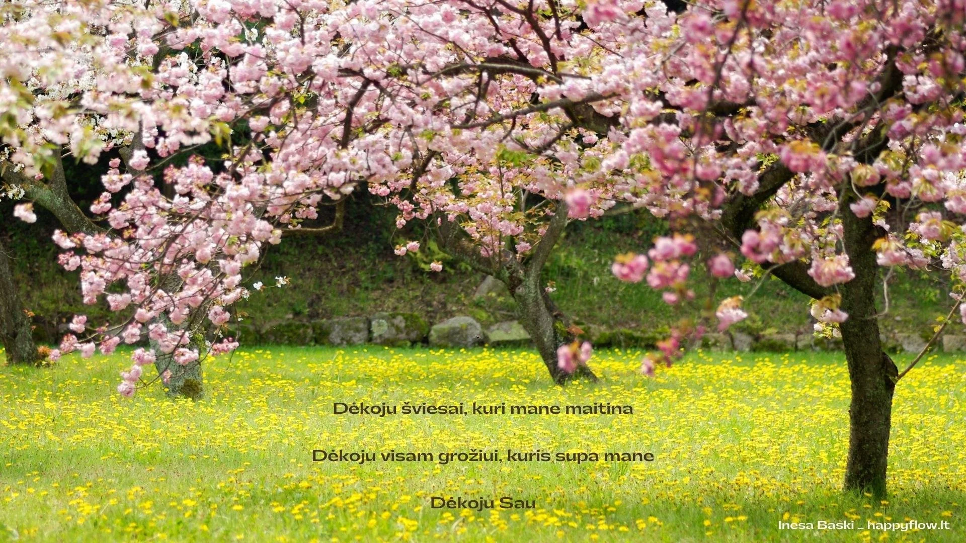 dekoju_happyflow.jpg
