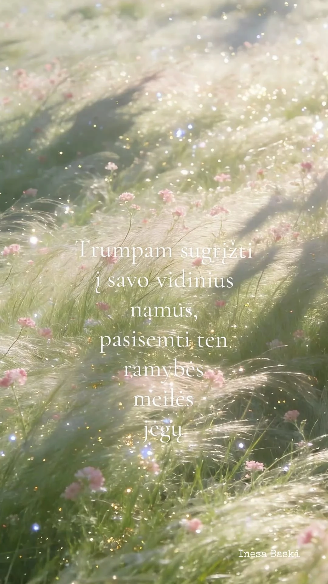 Saulėje švytinčios plunksninės žolės su smulkiais rausvais žiedais. Inesa Baski.