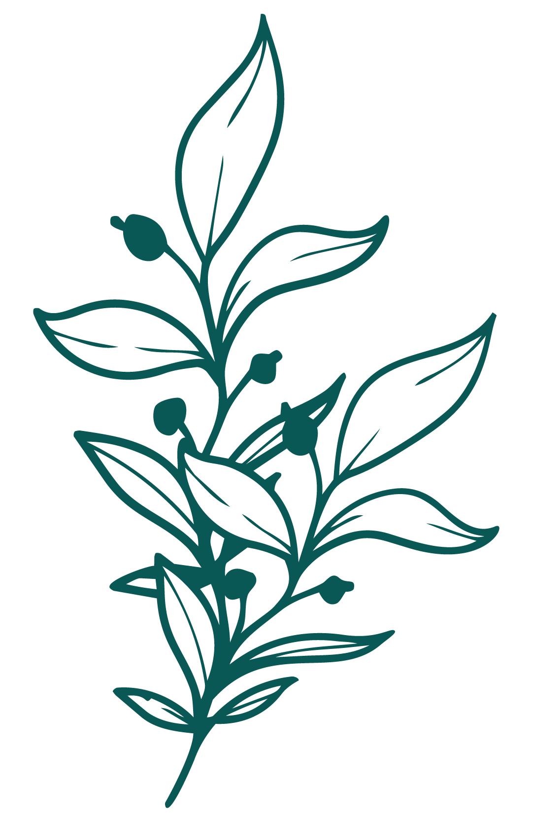 Outline drawing of a plant with elongated leaves and small round berries or buds.