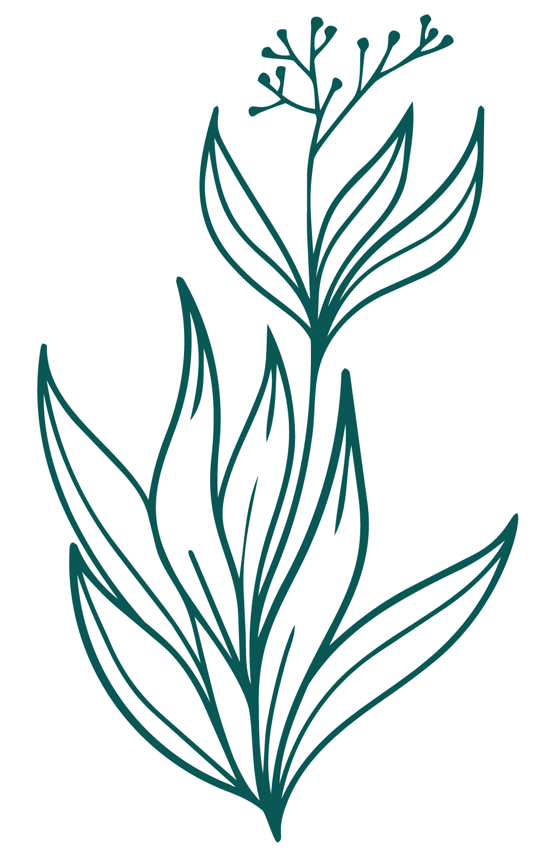 Line drawing of a plant with elongated leaves and small flower clusters at the top on a black background.
