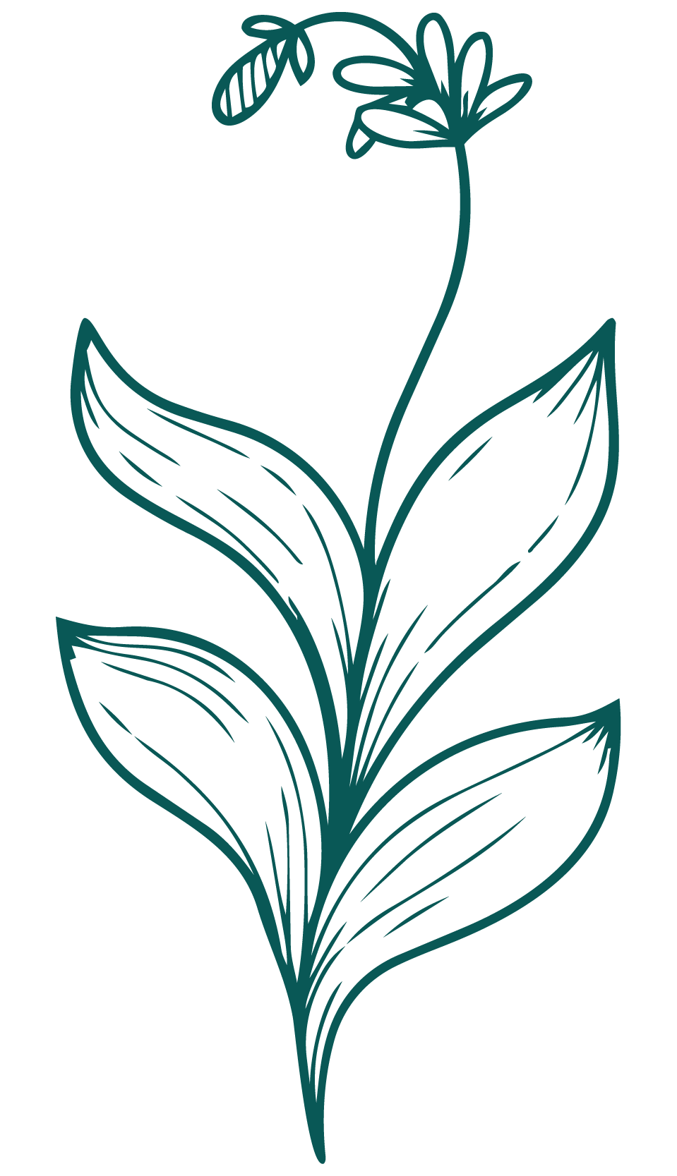 Line drawing of a plant with five large leaves and a small flower at the top.