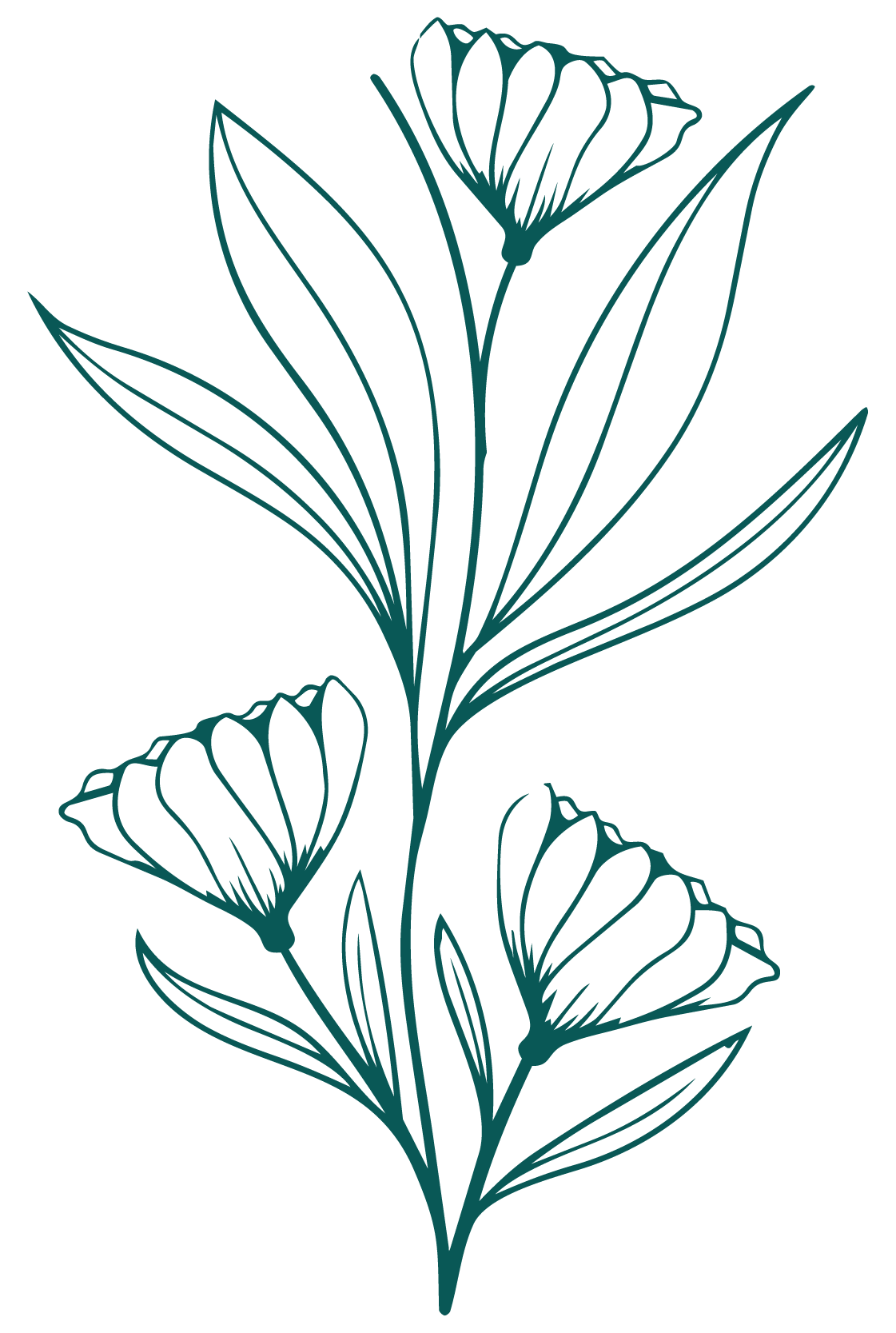 Outline illustration of a flower with three blossoms and elongated leaves, drawn in teal lines 