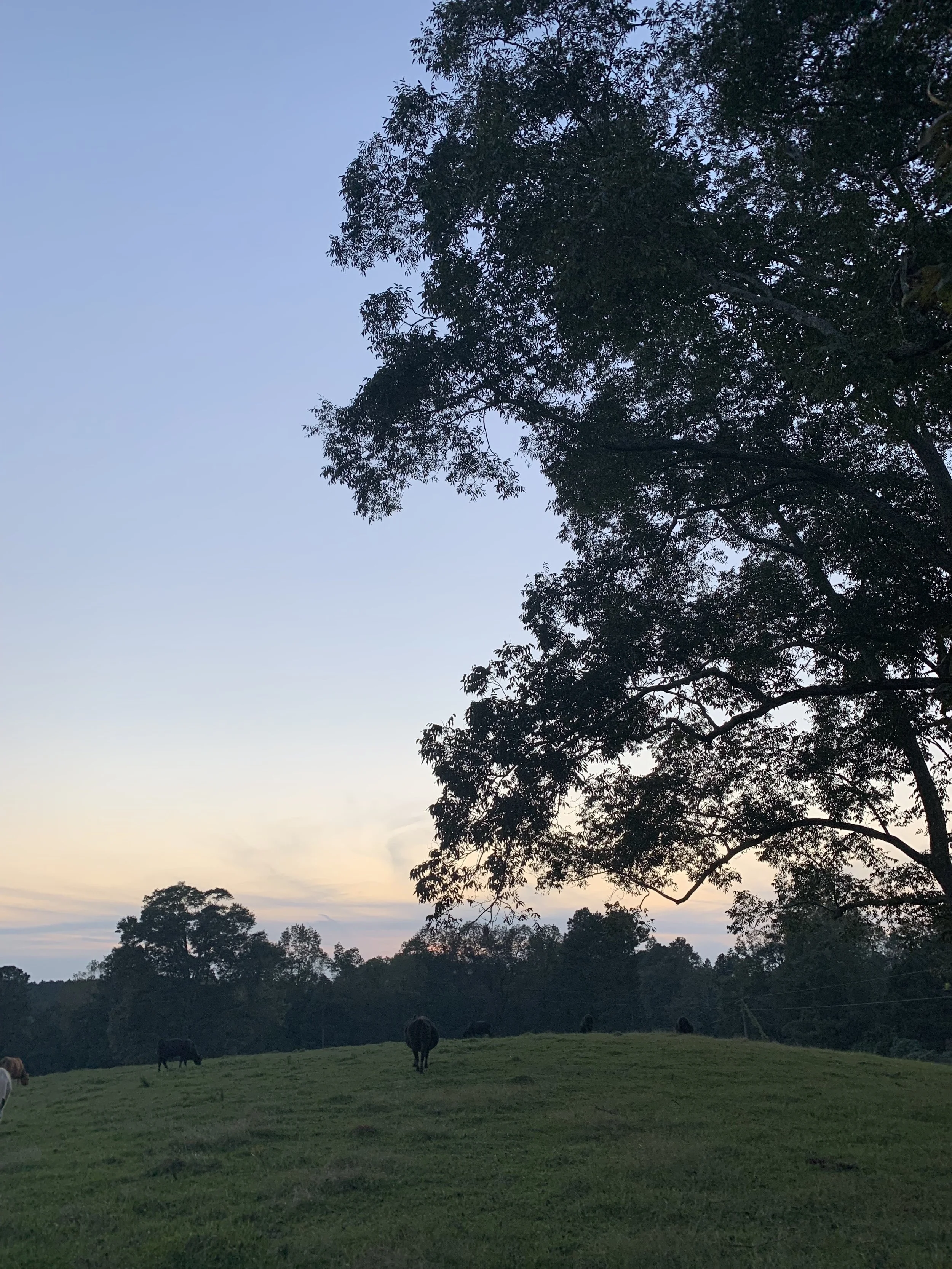 parting shot of the actual three trees