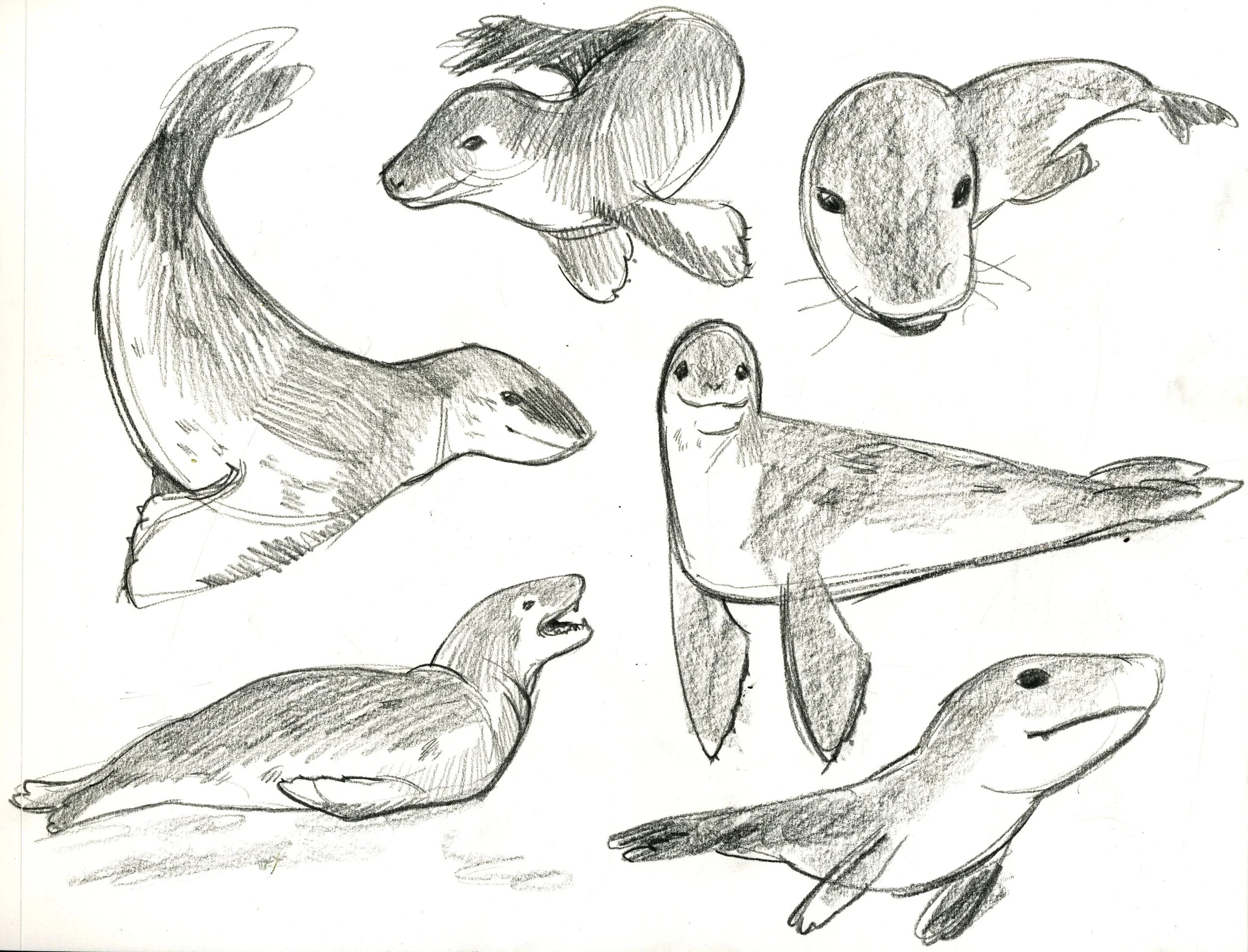 leopard seals copy.jpg