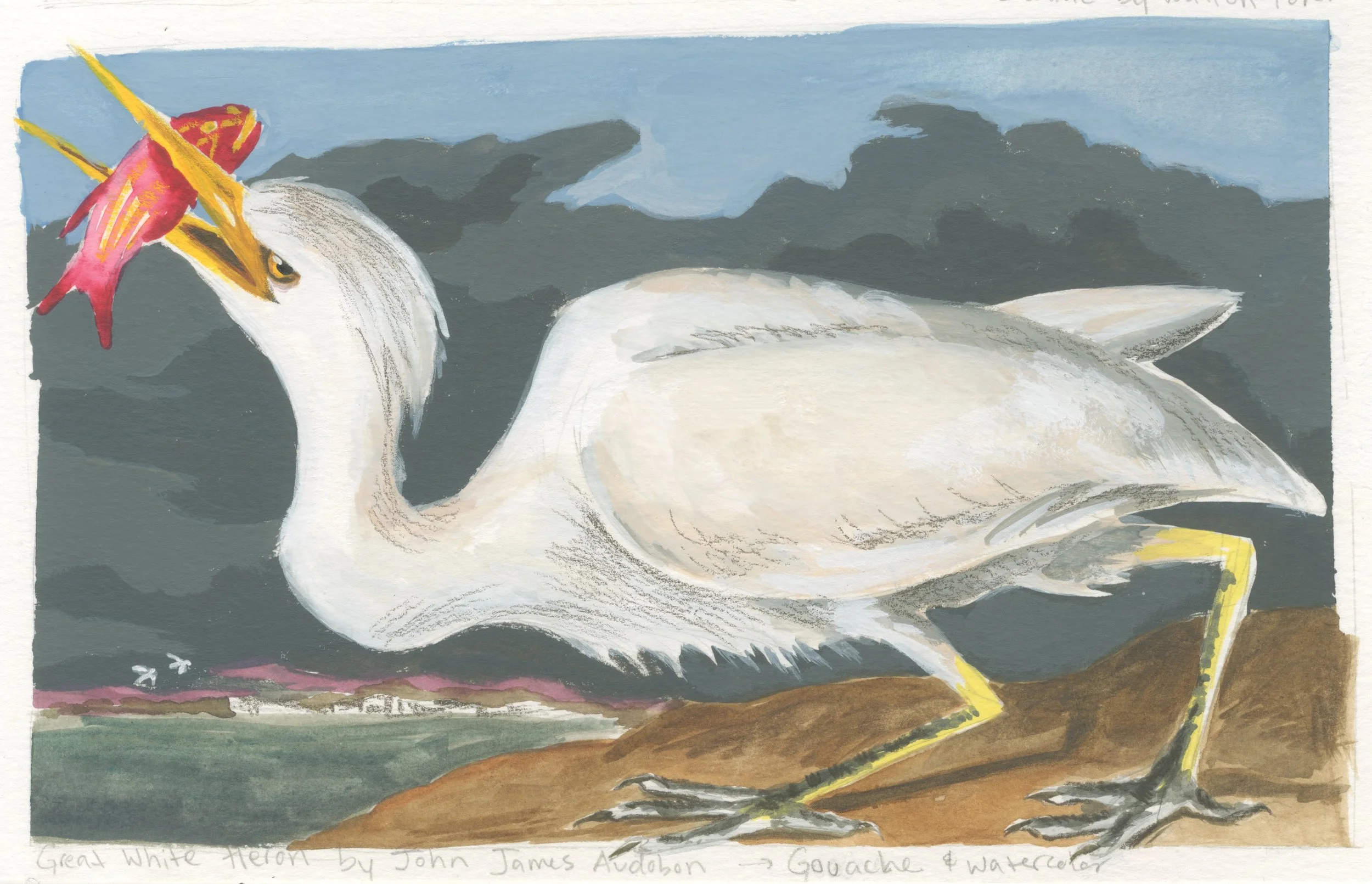 great white heron.jpeg