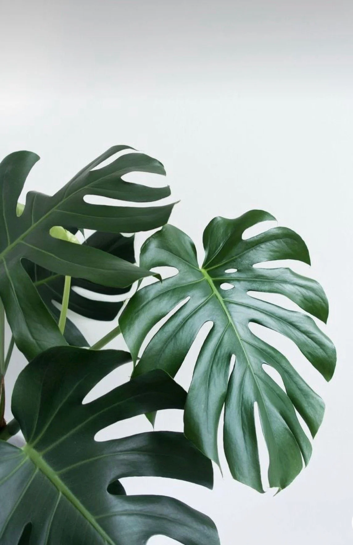 The Rebrand Reality Check: When Your Business Outgrows Your Online Presence