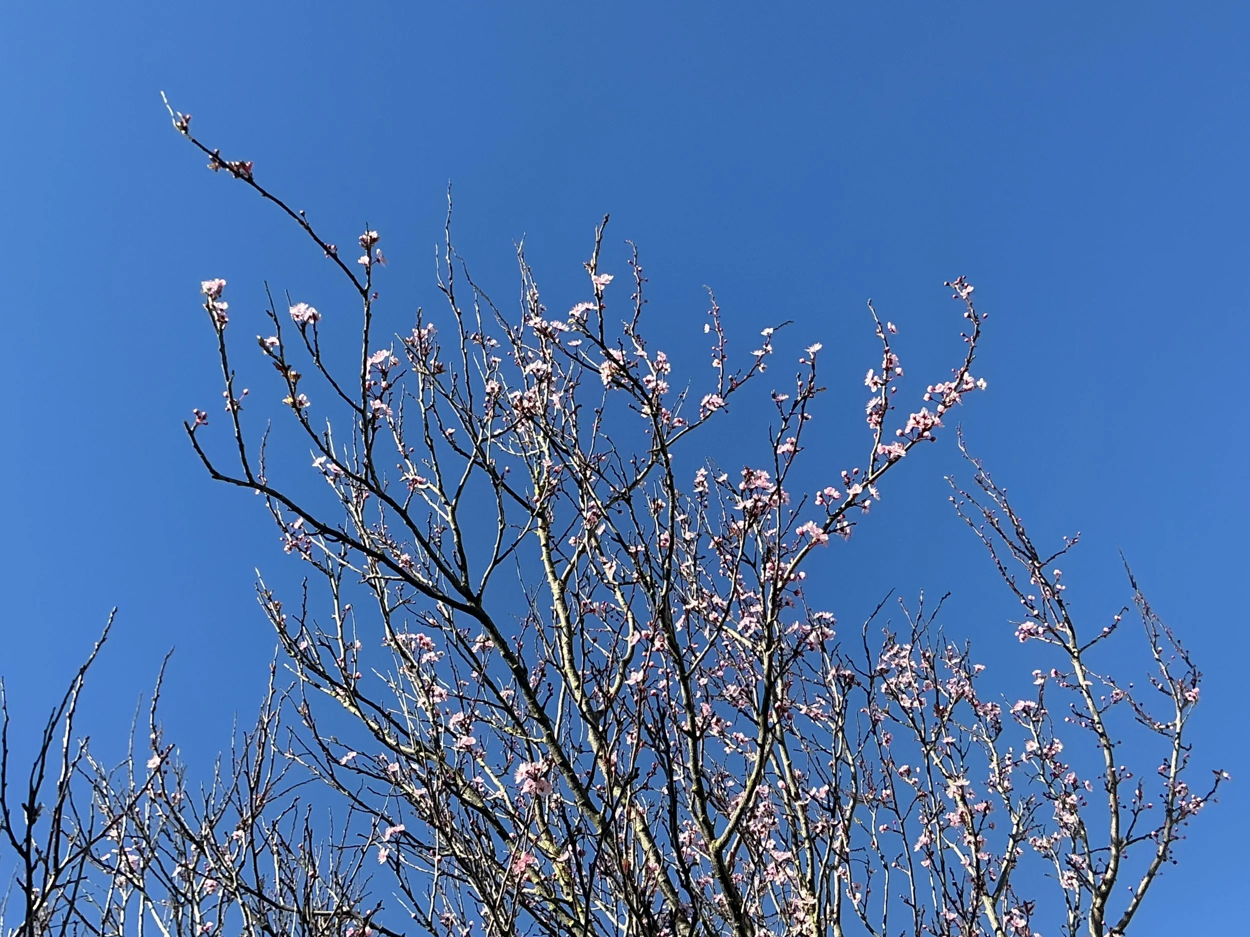 Akashic Reading:  Your Eternal Becoming