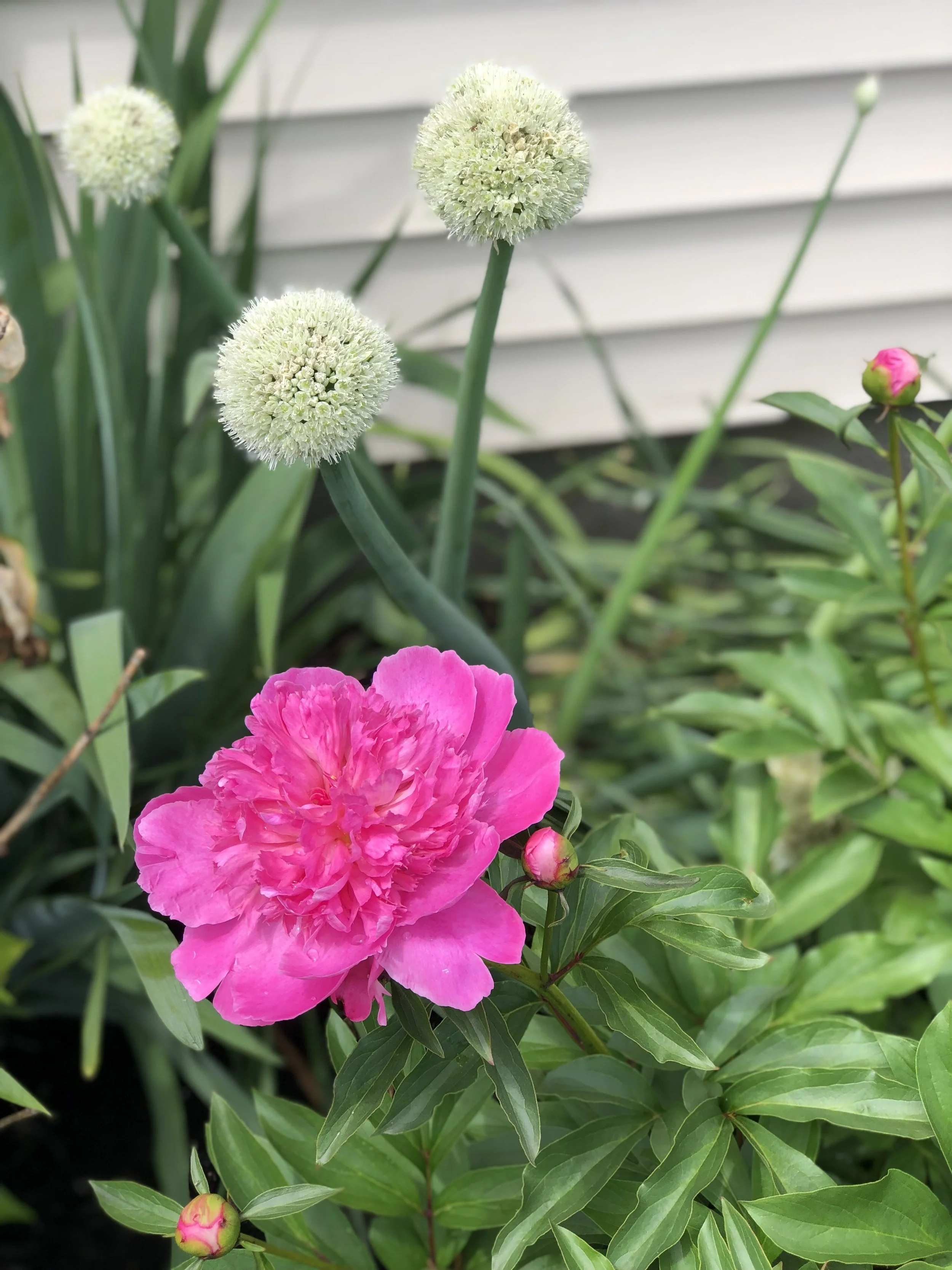 What I’m Learning by Not Overplanting