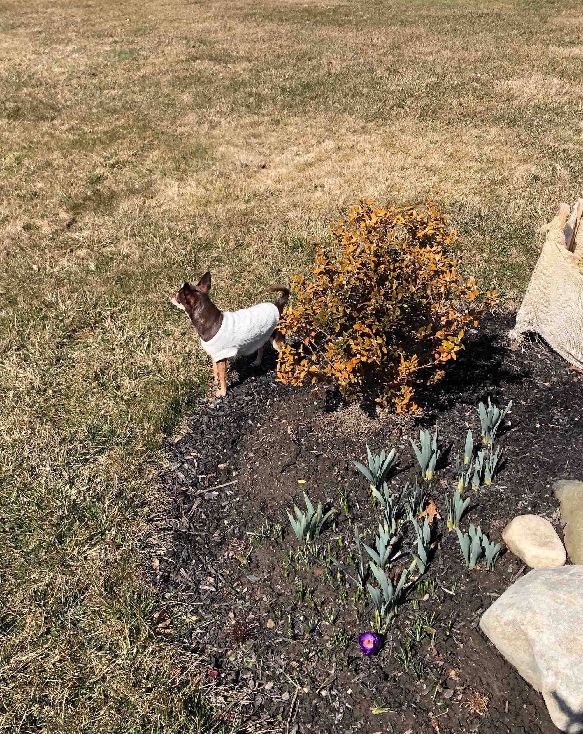 The Spring Reset: Lawn and Garden