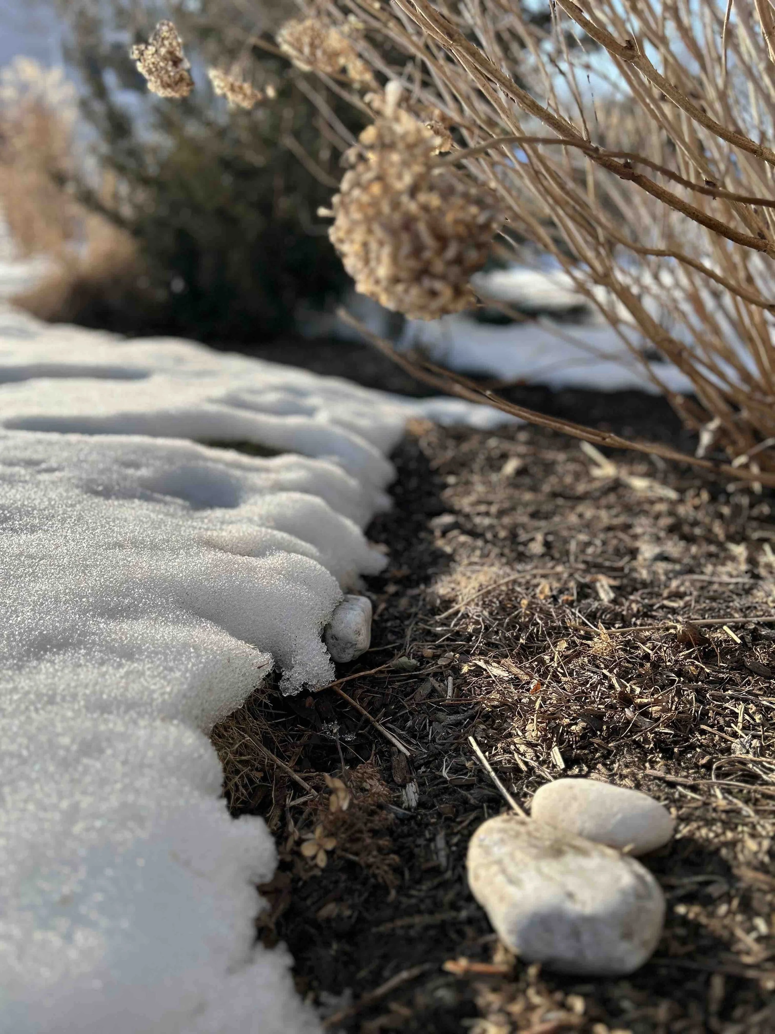 The Seasonal Edit: February—Late Winter Garden Checklist