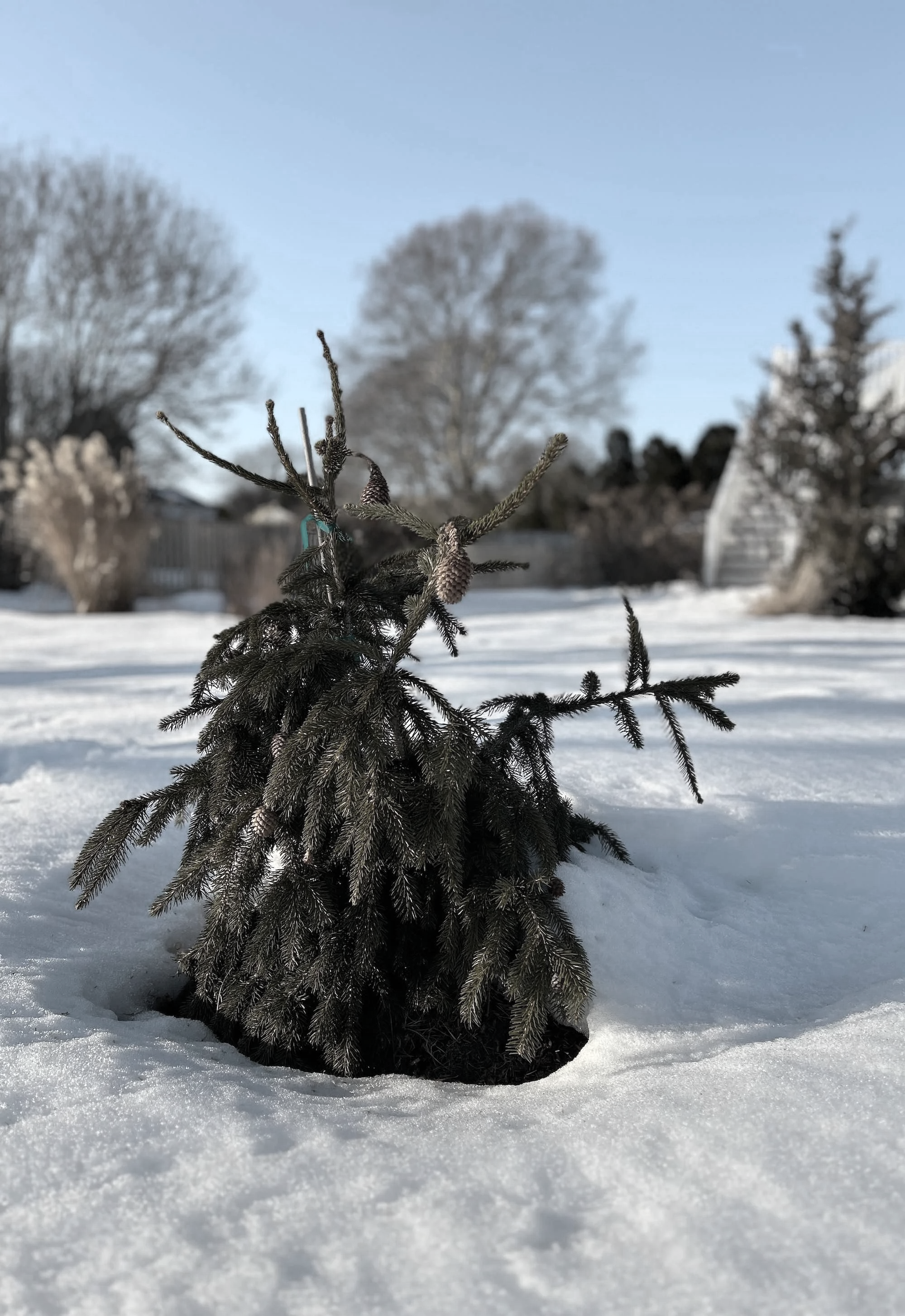 A Home Run with Color: Designing a Cohesive Garden Palette