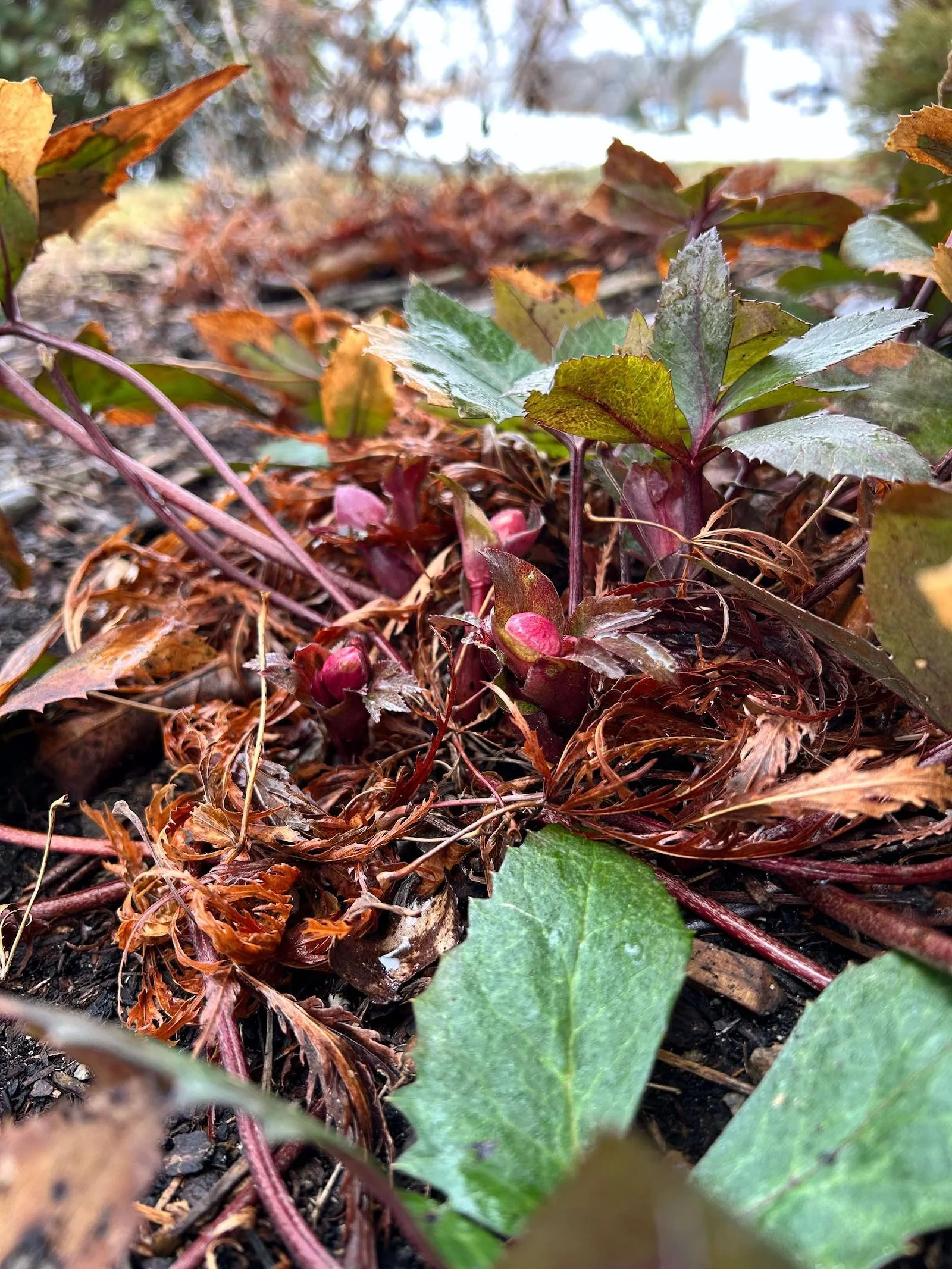 Hellebores (Helleborus orientalis)