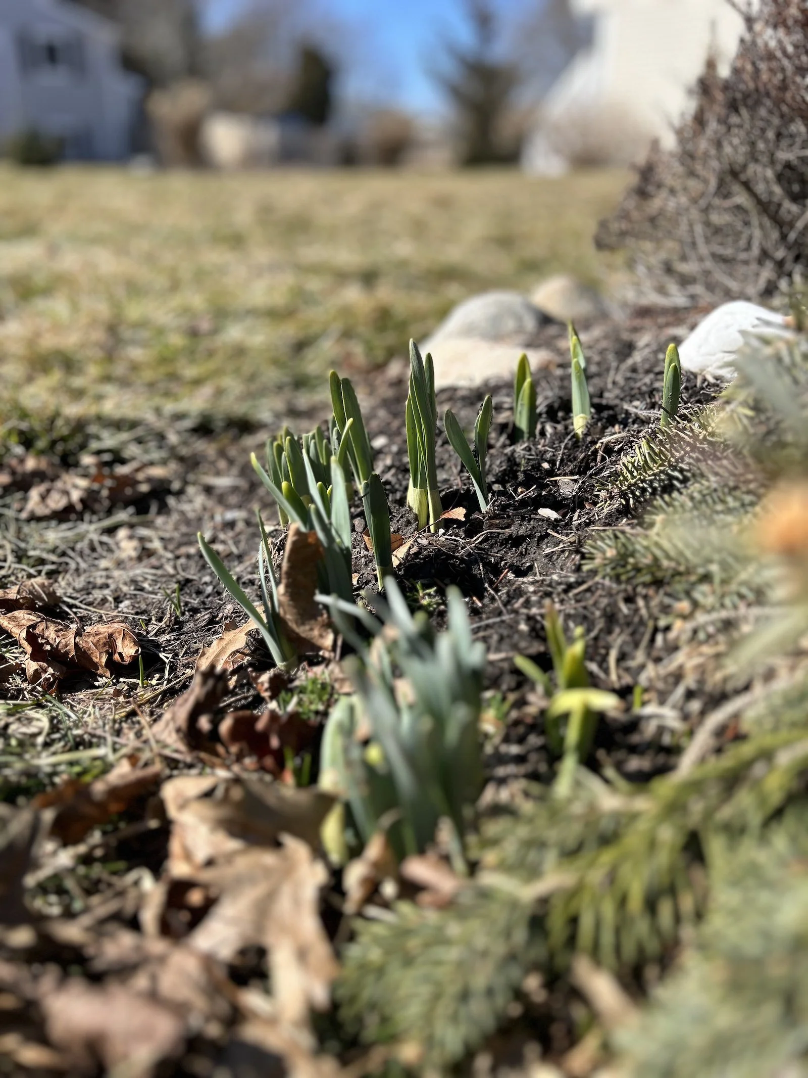 Early March in the Garden