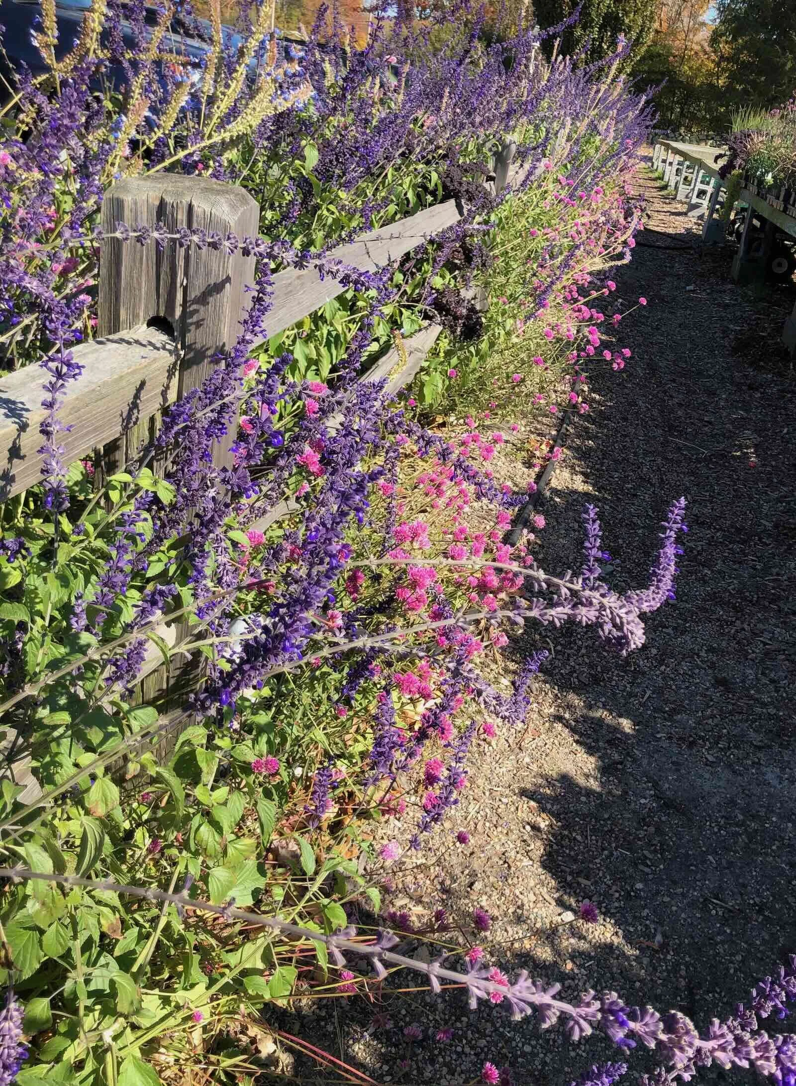 Catmint (Nepeta)