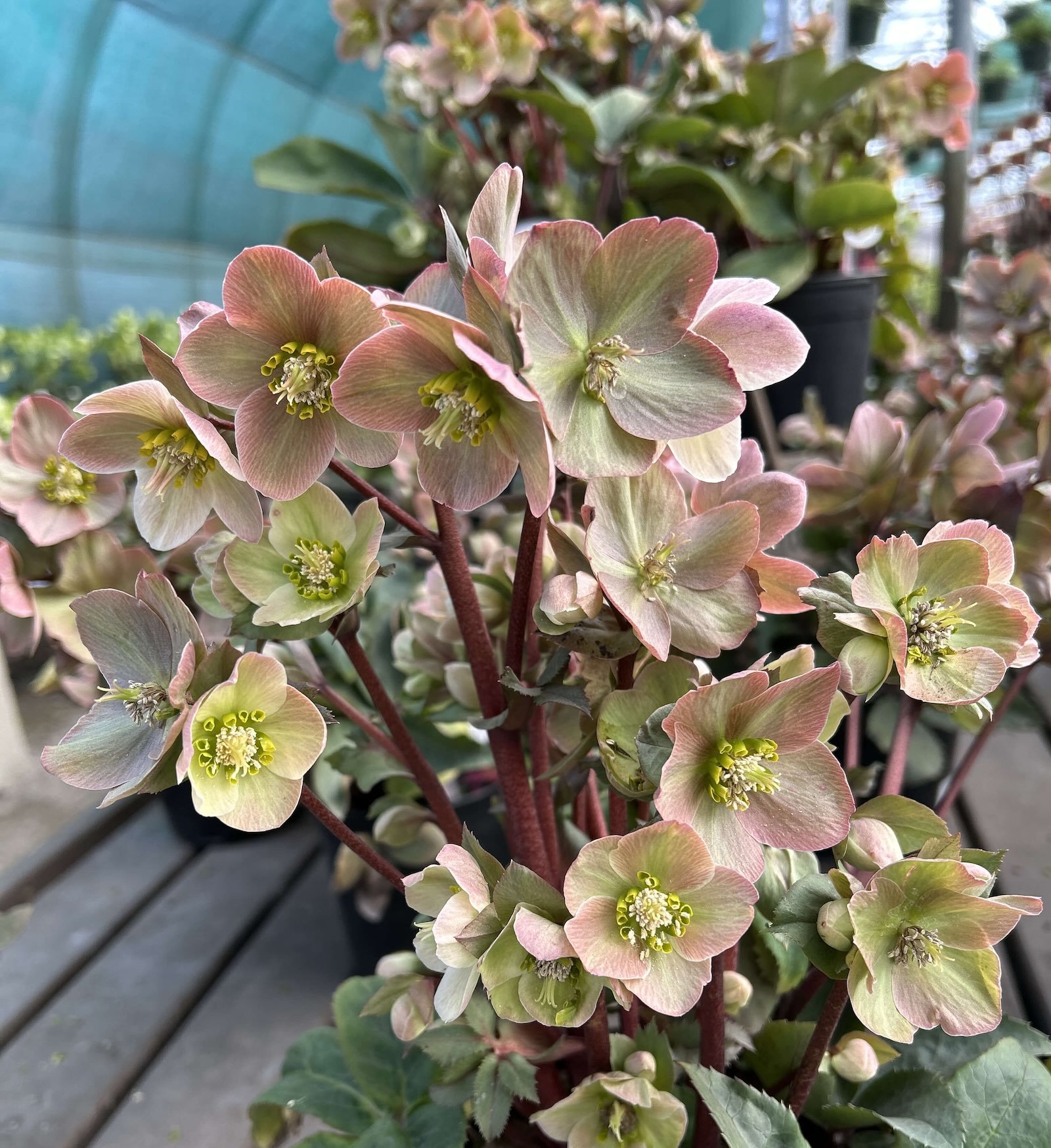 Early Spring Hellebores at  Clark Farms