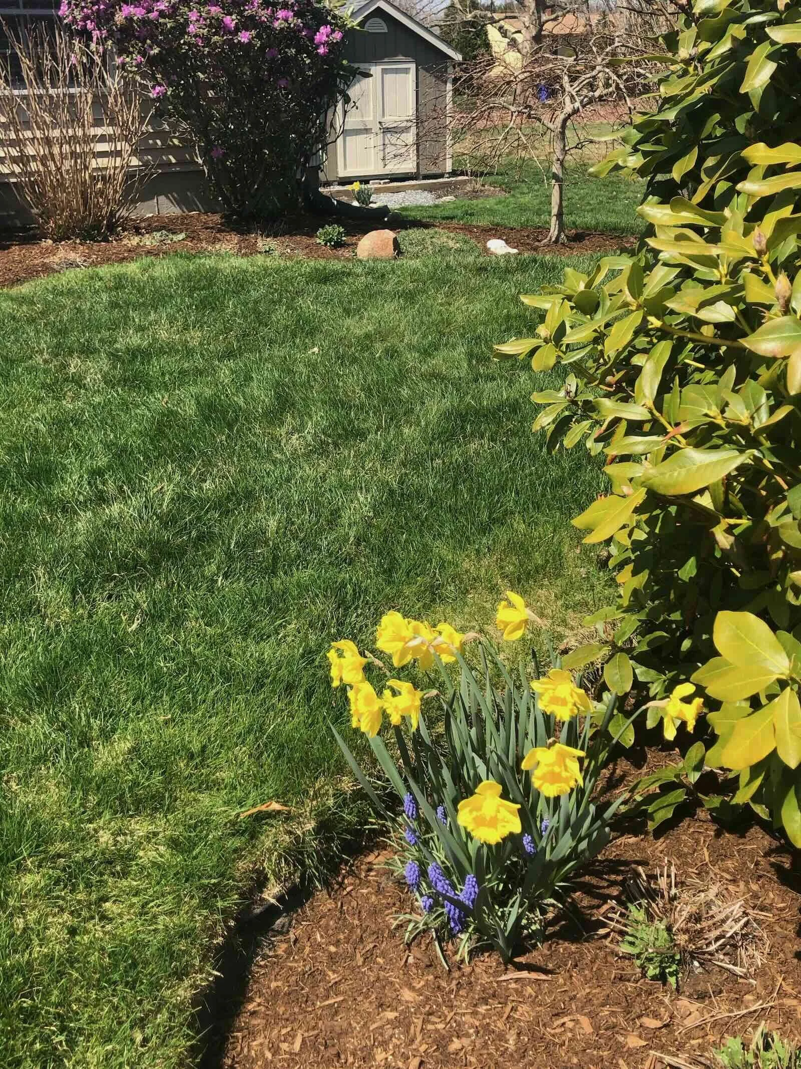 When to Apply Pre-Emergent in Northeast Lawns (Timing Guide)