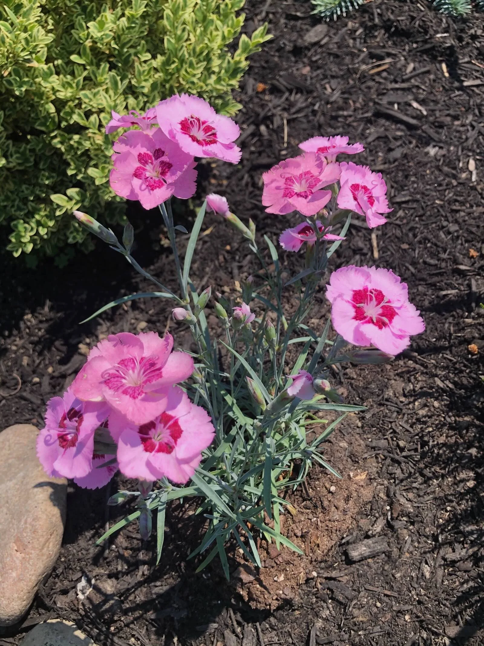 Pinks (Dianthus)