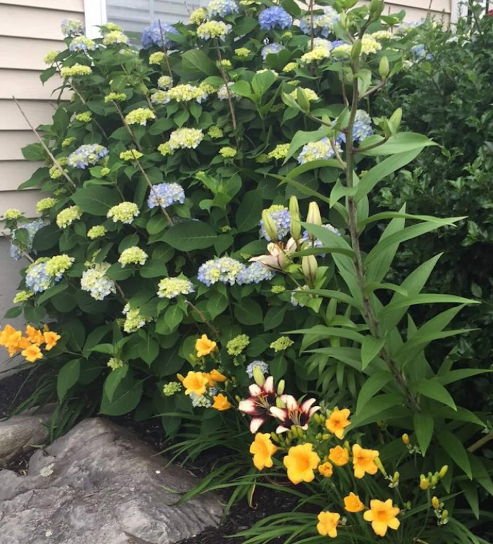 Do Deer Eat Hydrangeas? What to Expect (and What I’ve Learned)