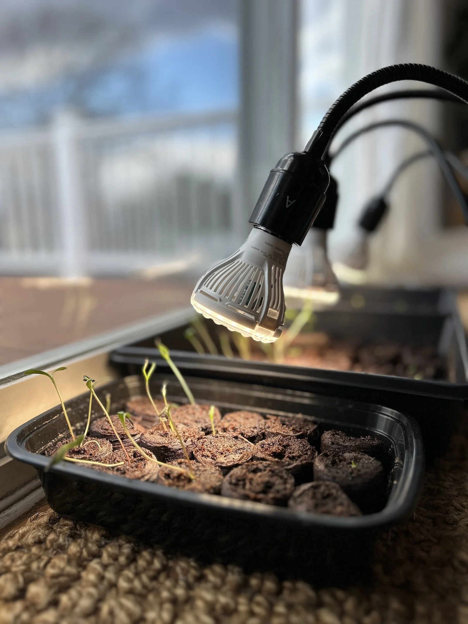Test Garden — Week 2: What’s Coming Up (and What Isn’t Yet)