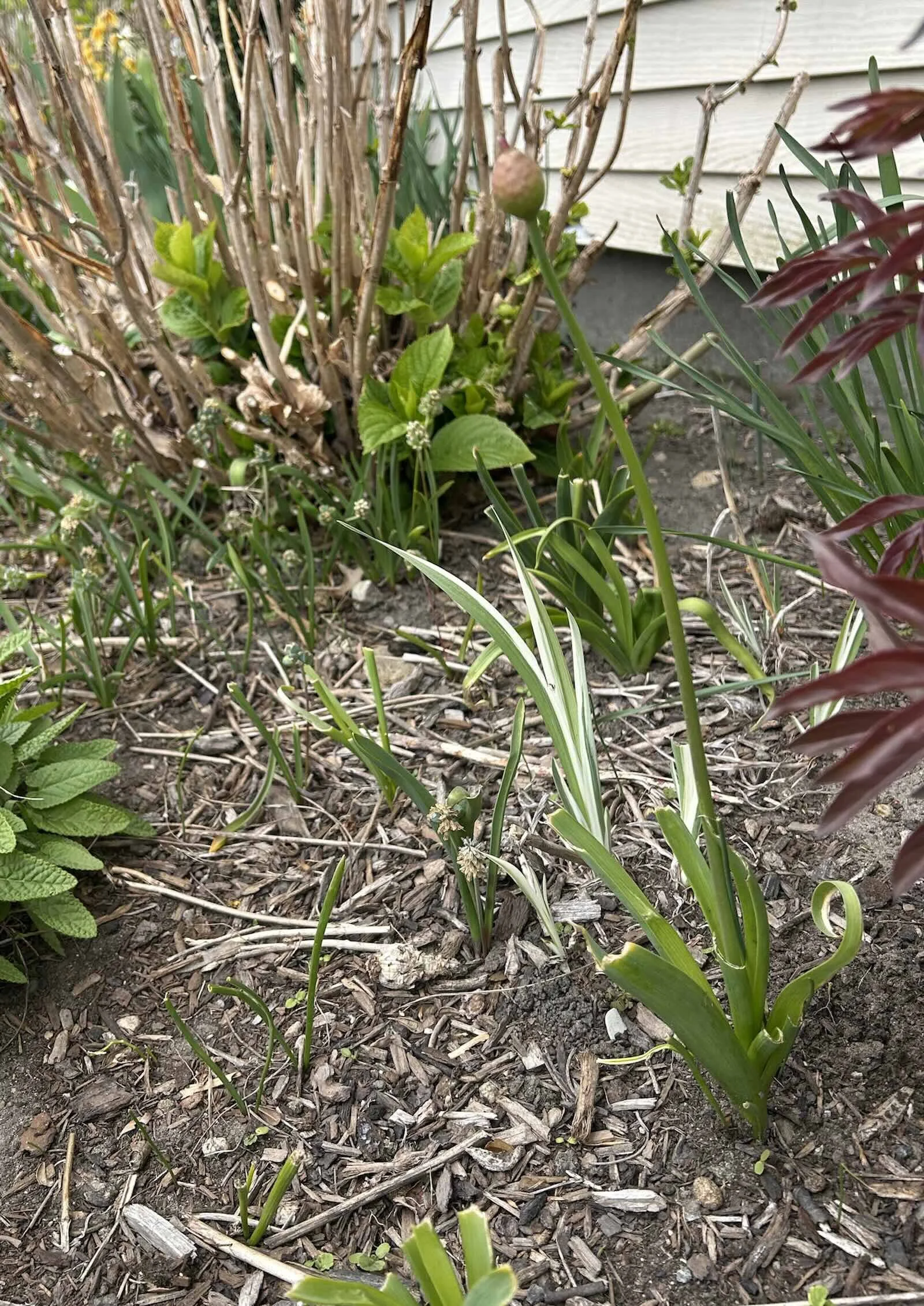 What Rabbits Eat First in Spring (and Why)