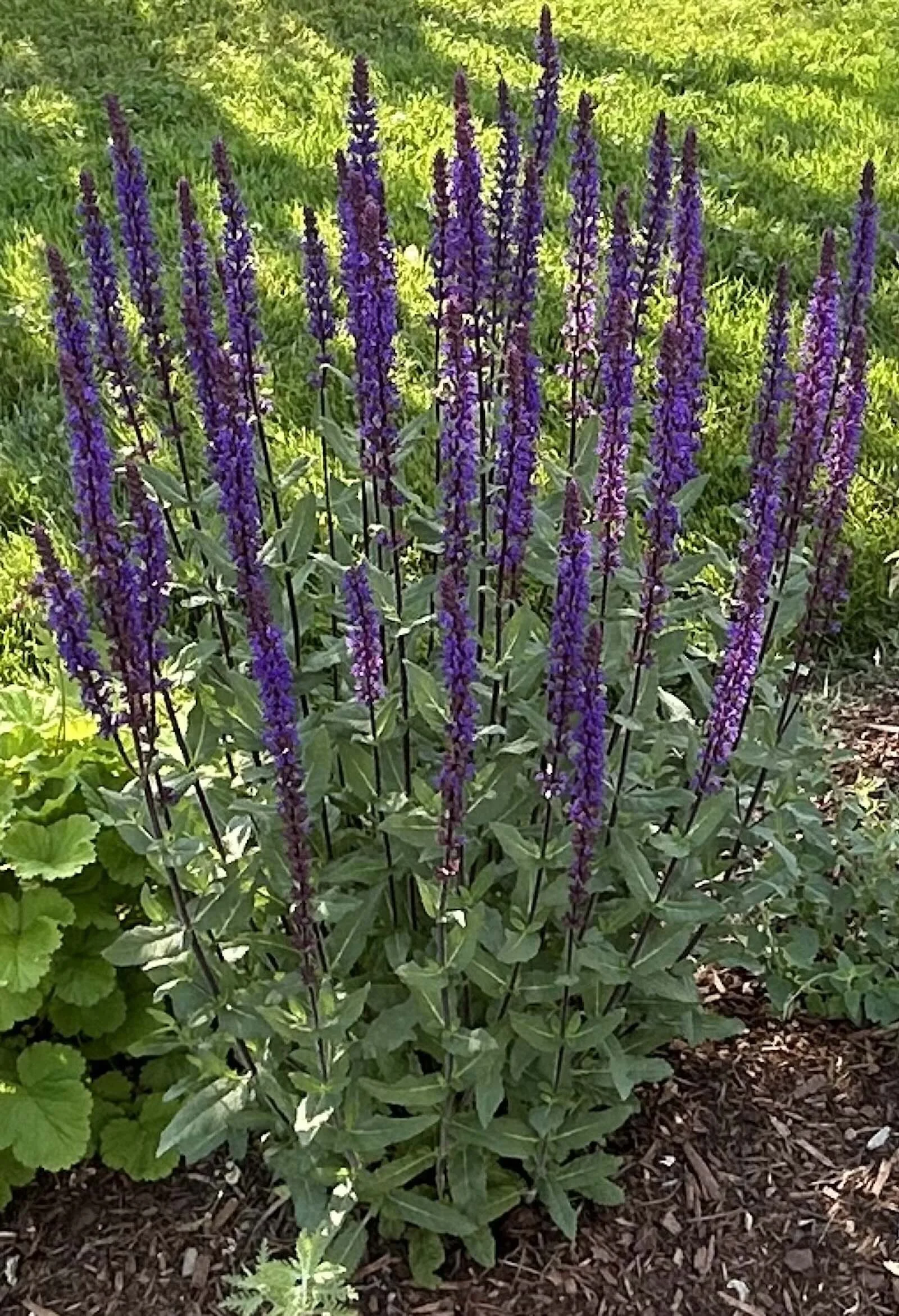Salvia (Salvia nemorosa)