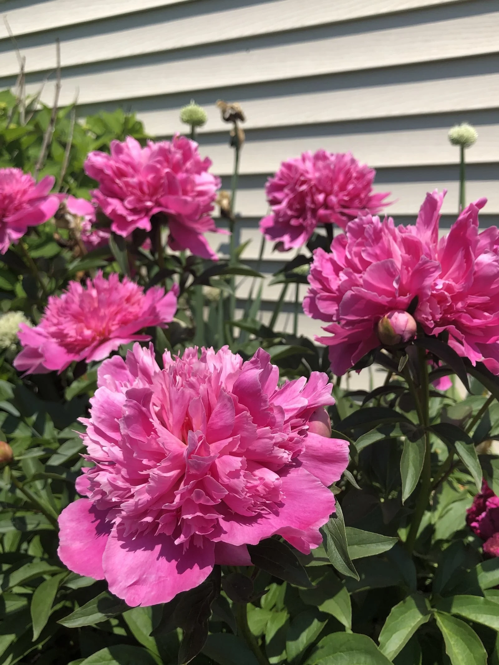Peonies and Roses: A Love Story
