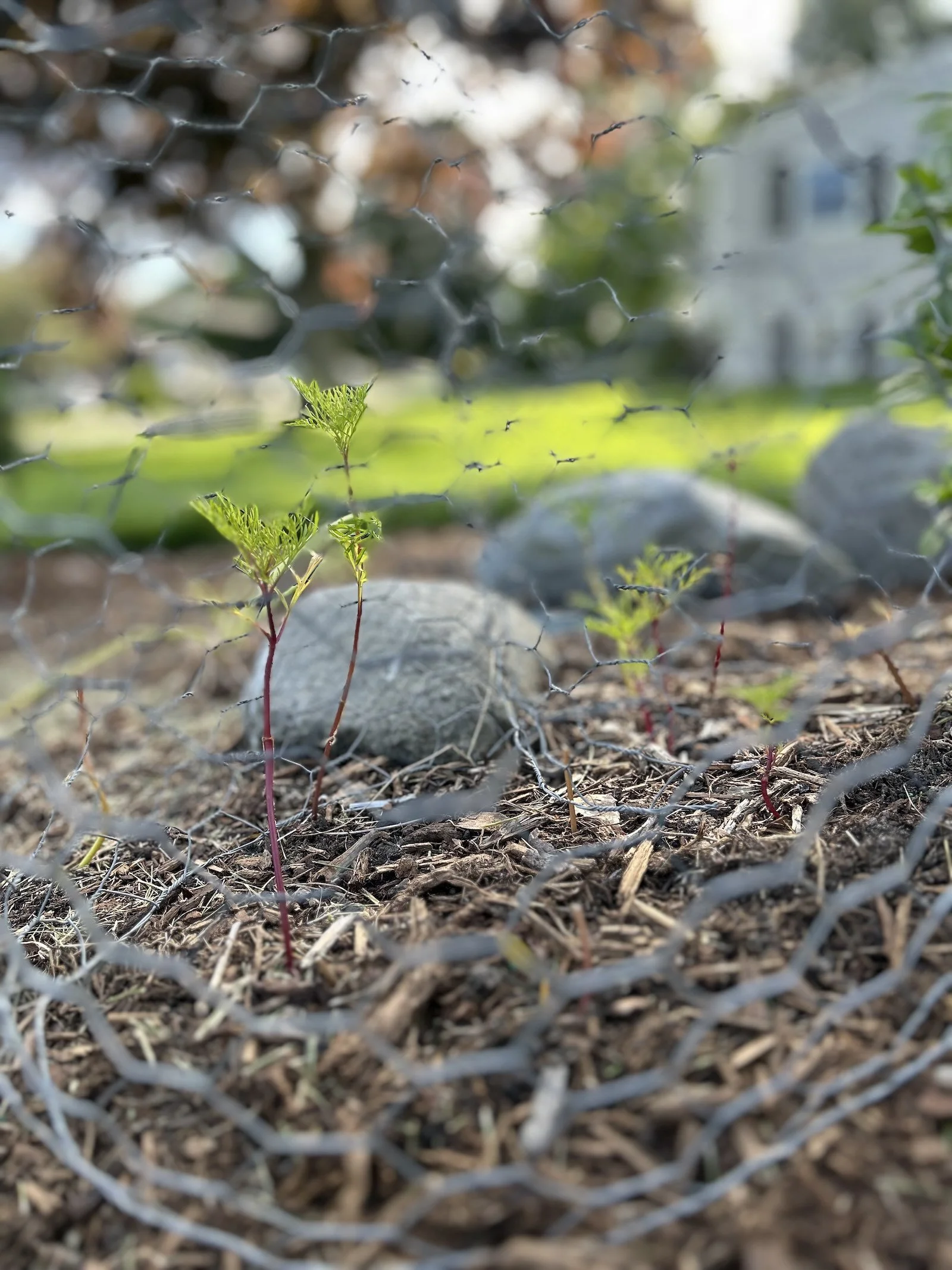 The Test Garden: The Great Untangling