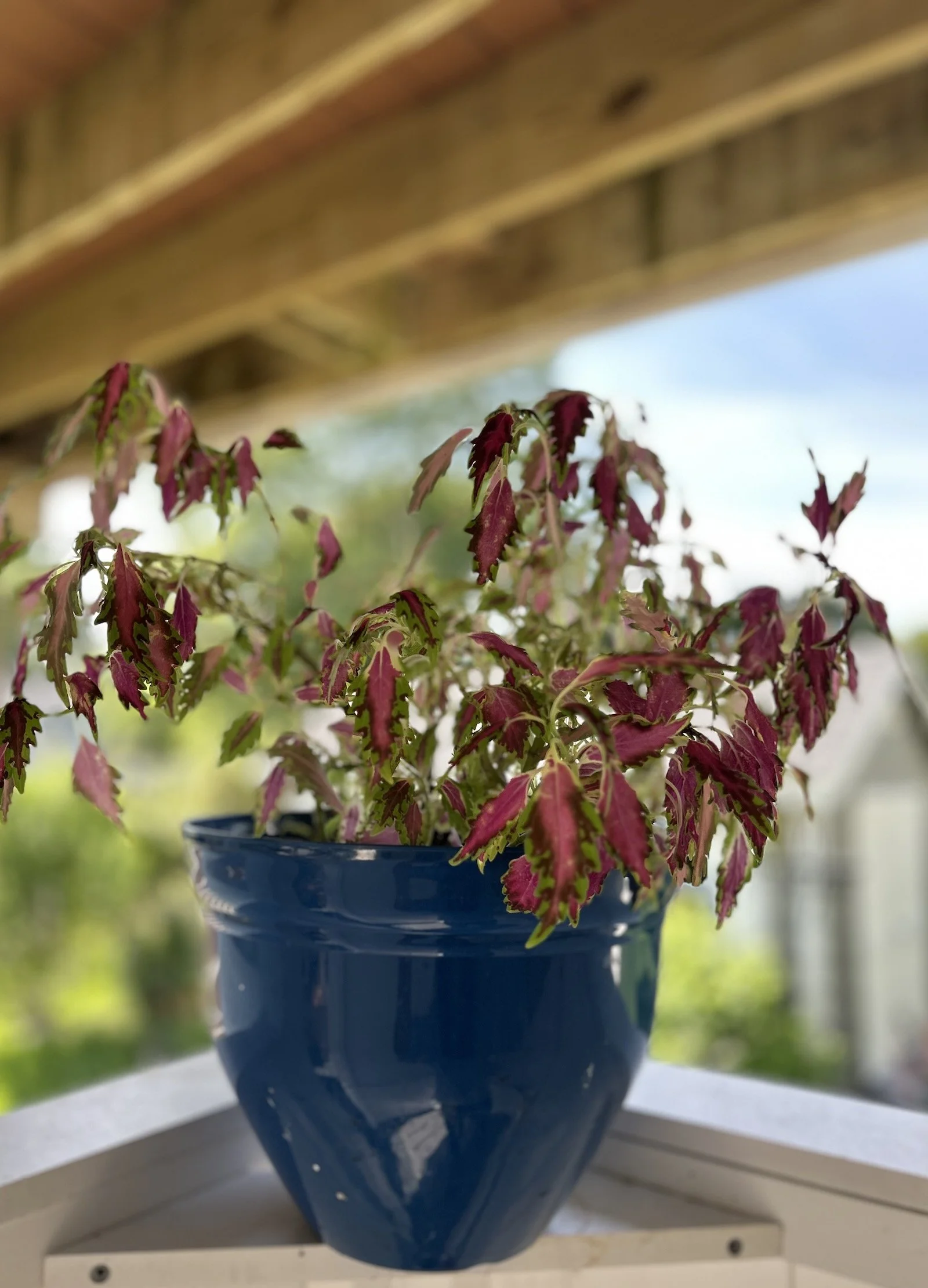 The Shower Coleus