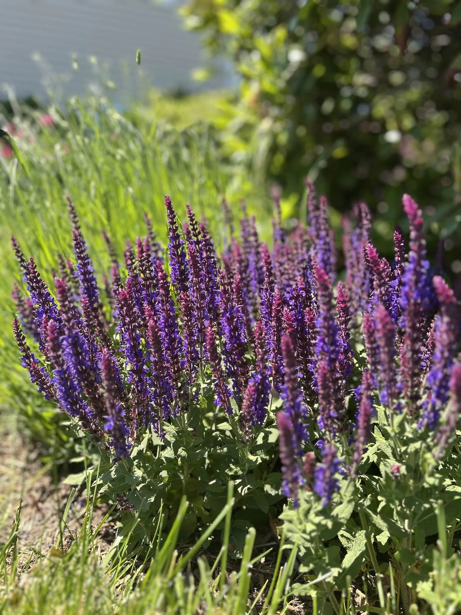 Salvia (Salvia nemorosa)