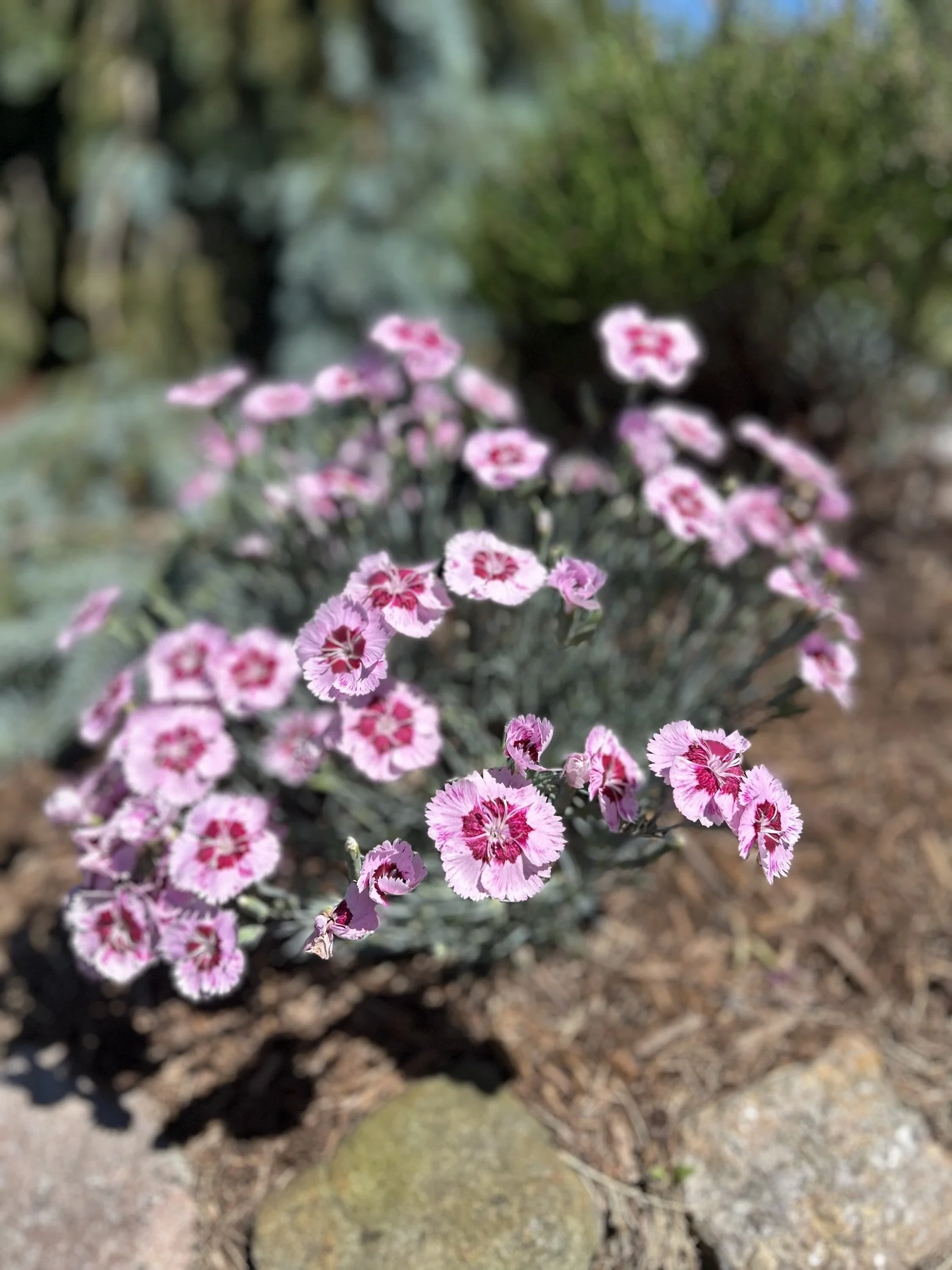 Pinks (Dianthus)
