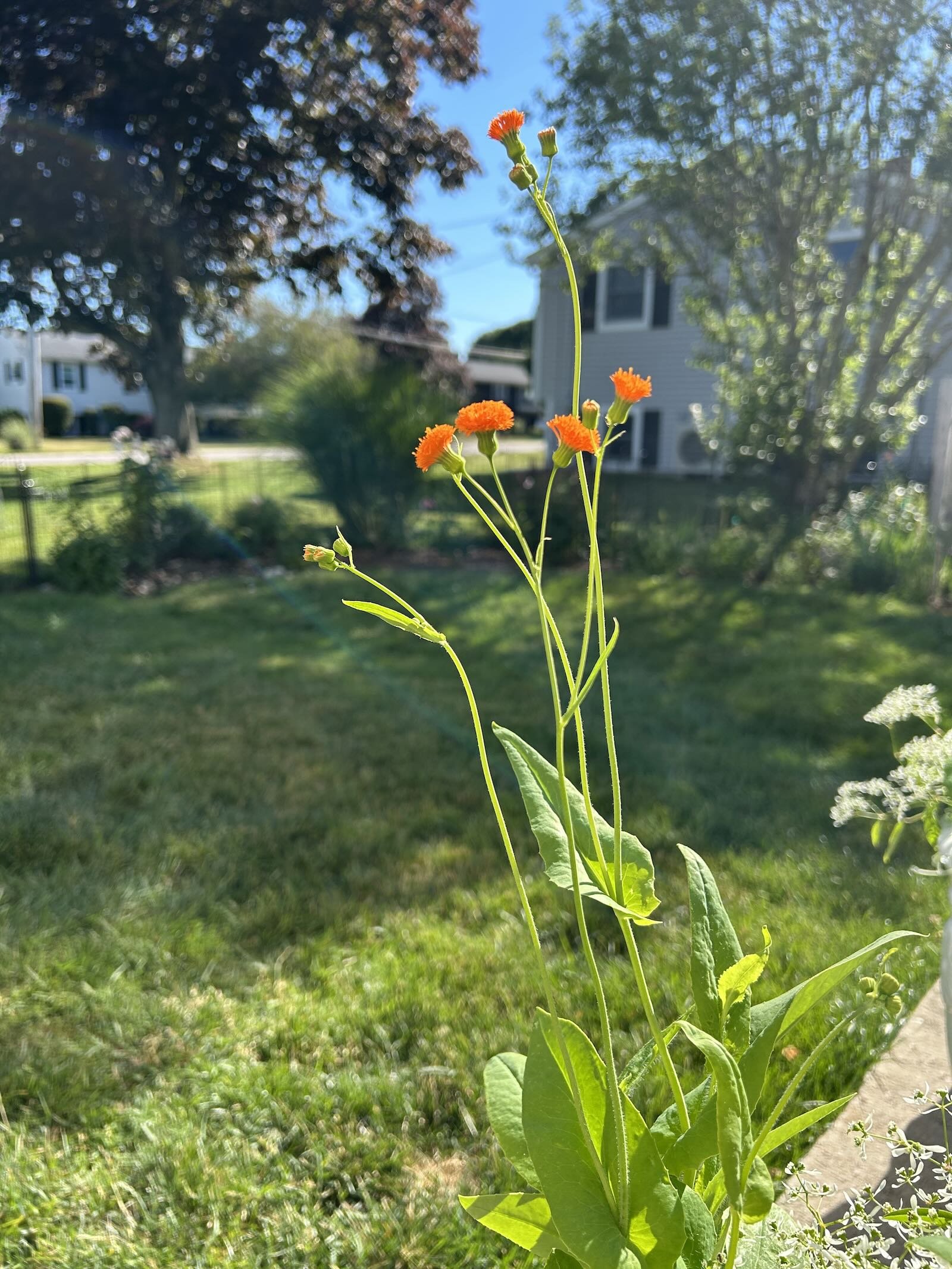 Test Garden — June Update: The Garden Has Opinions