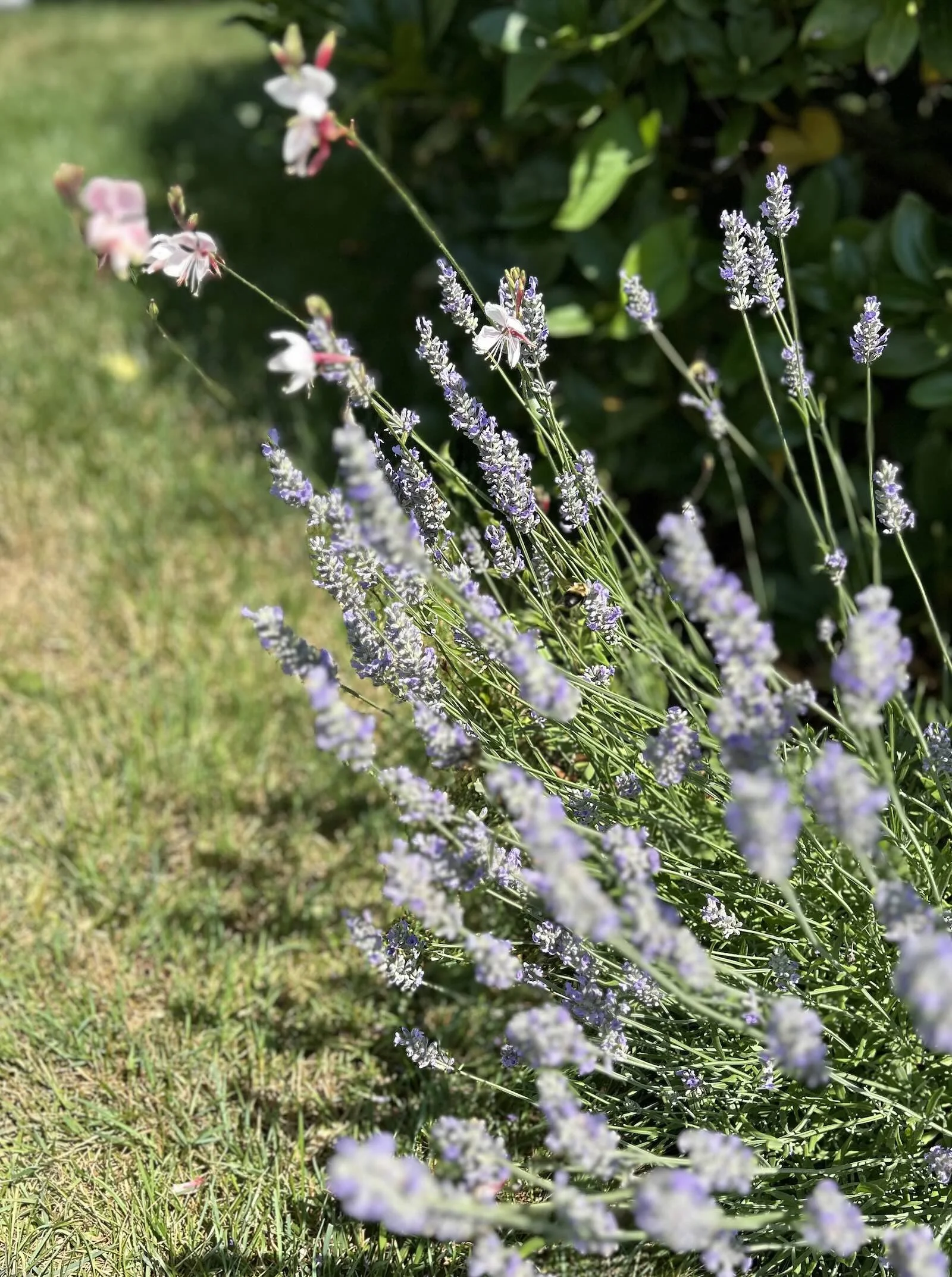 Lavender (Lavandula)