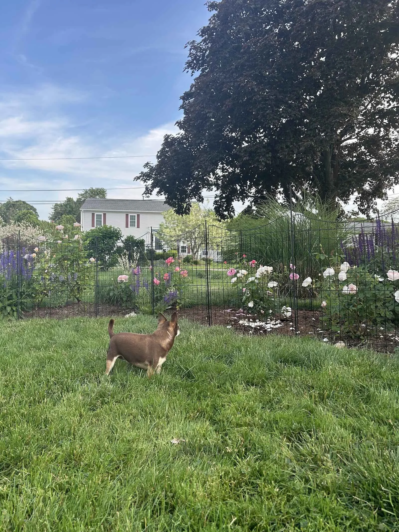 Garden Design Lesson: Borrowed Views