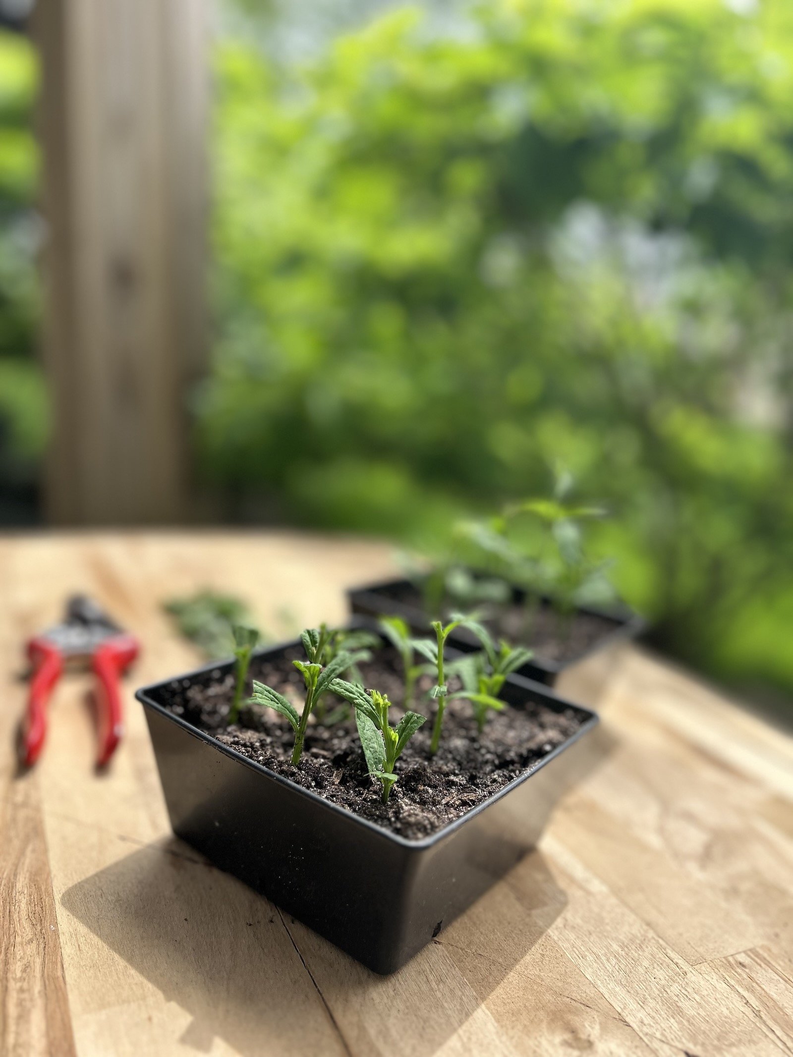From the Test Garden: July Propagation Experiments