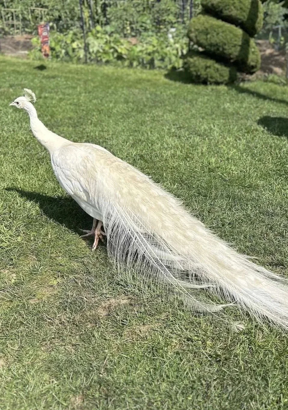 A Summer Visit to Lavender Waves Farm
