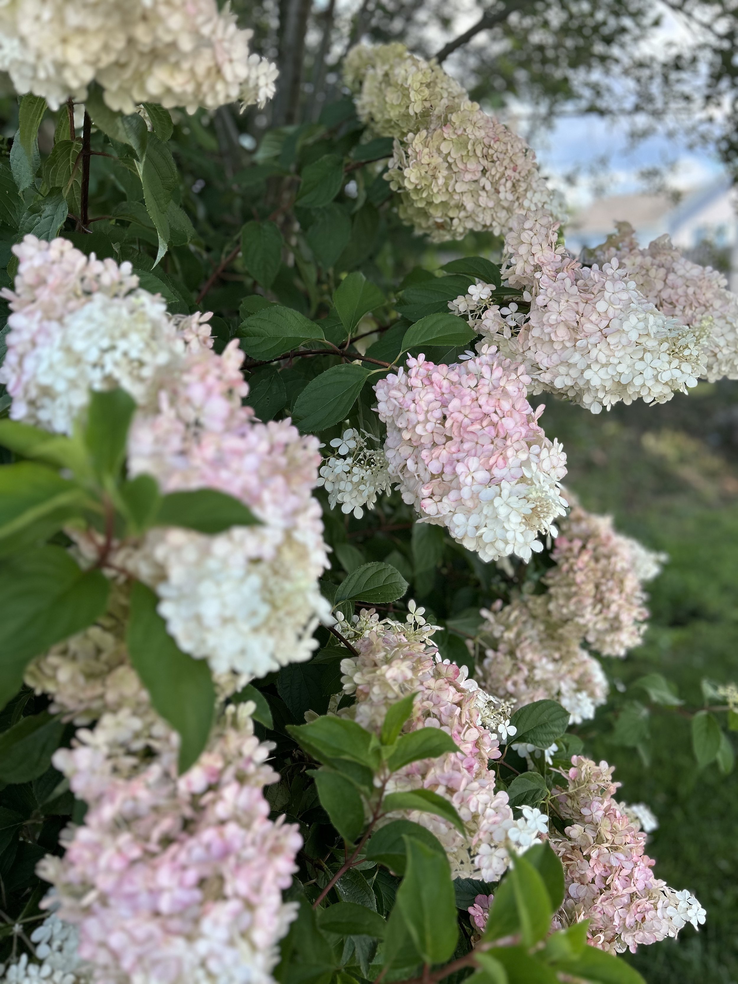 What the August Garden Needs Now