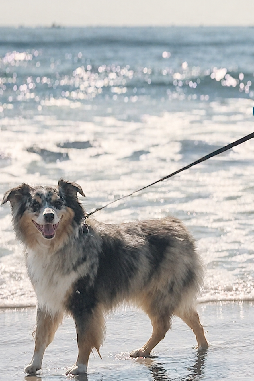 Why Bark on the Beach Is More Than a Walk