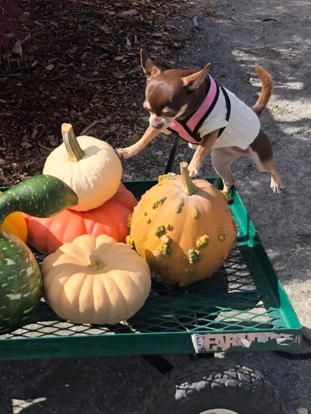 Green Crumbs: A Pet Emergency