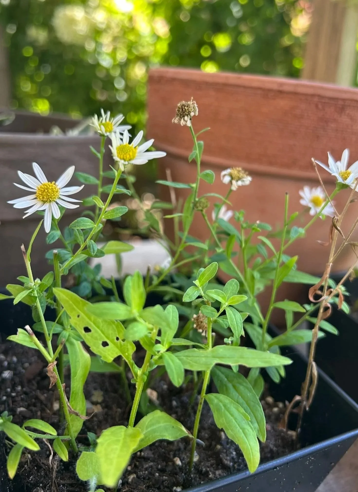 The Seasonal Edit: September — An Early Fall Garden Checklist