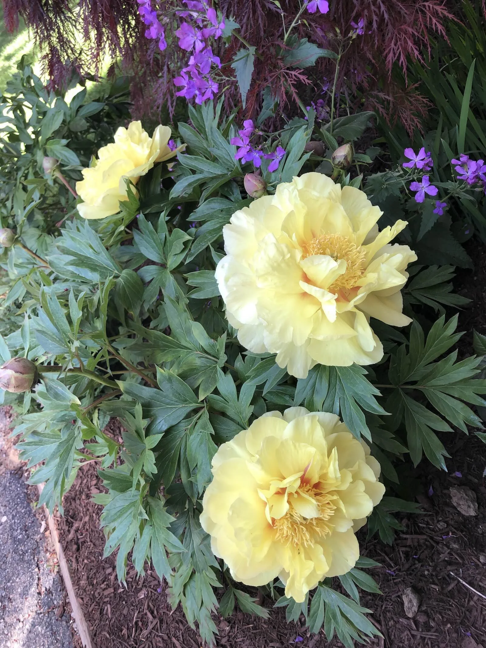 Bartzella yellow itoh peony