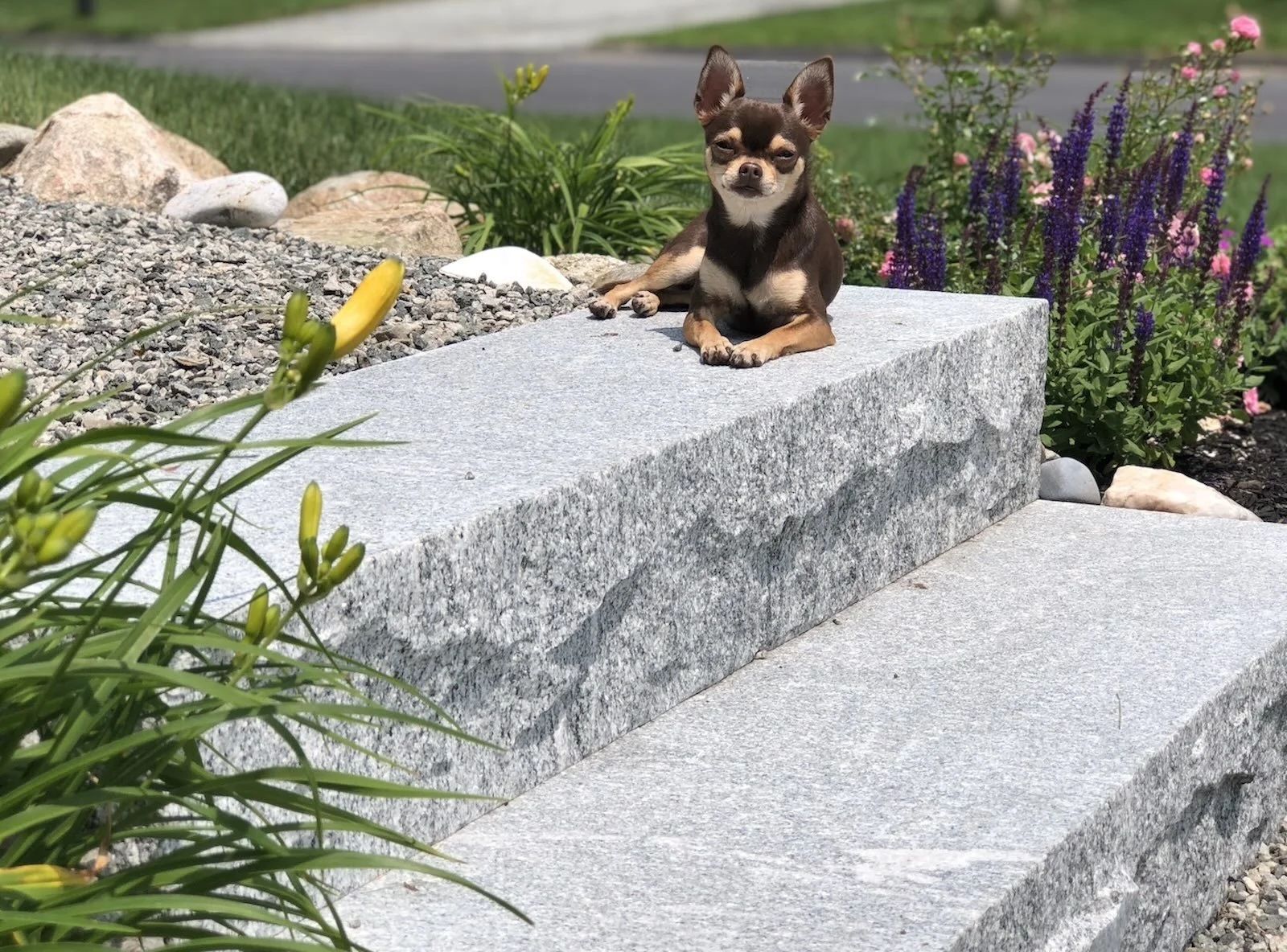 chihuahua stone steps salvia
