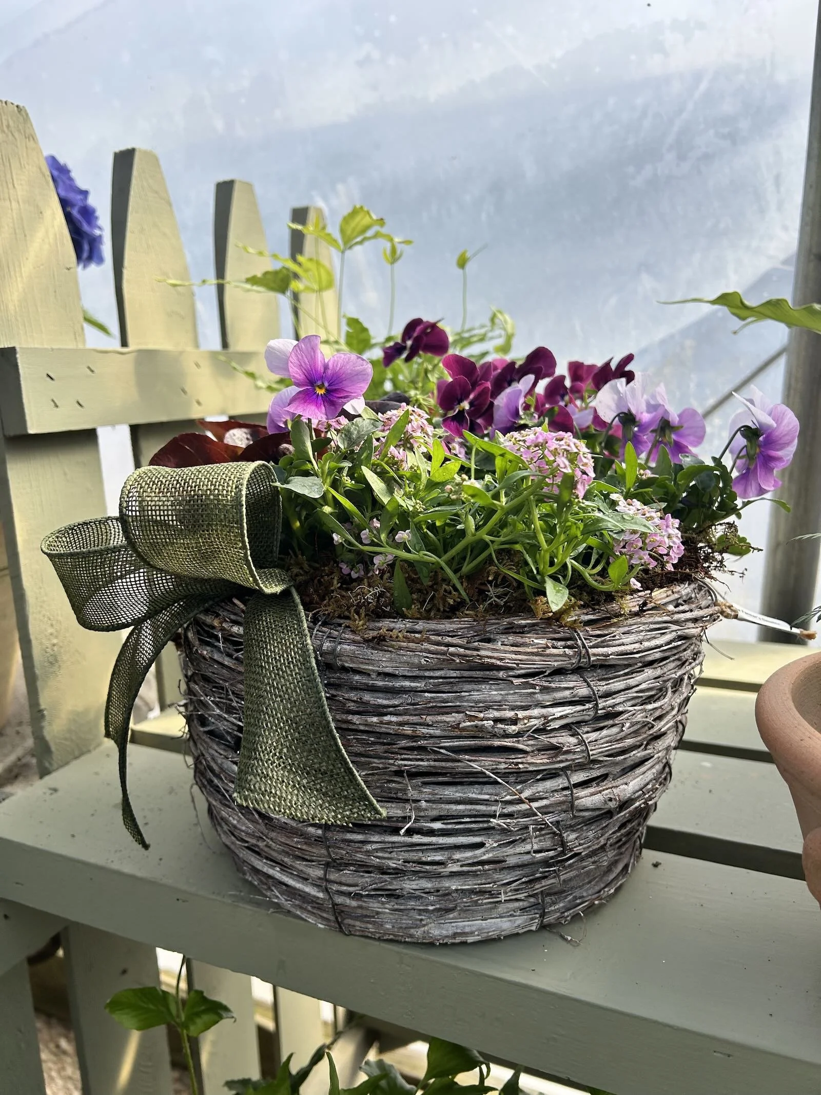 Easter early spring container basket pansies idea