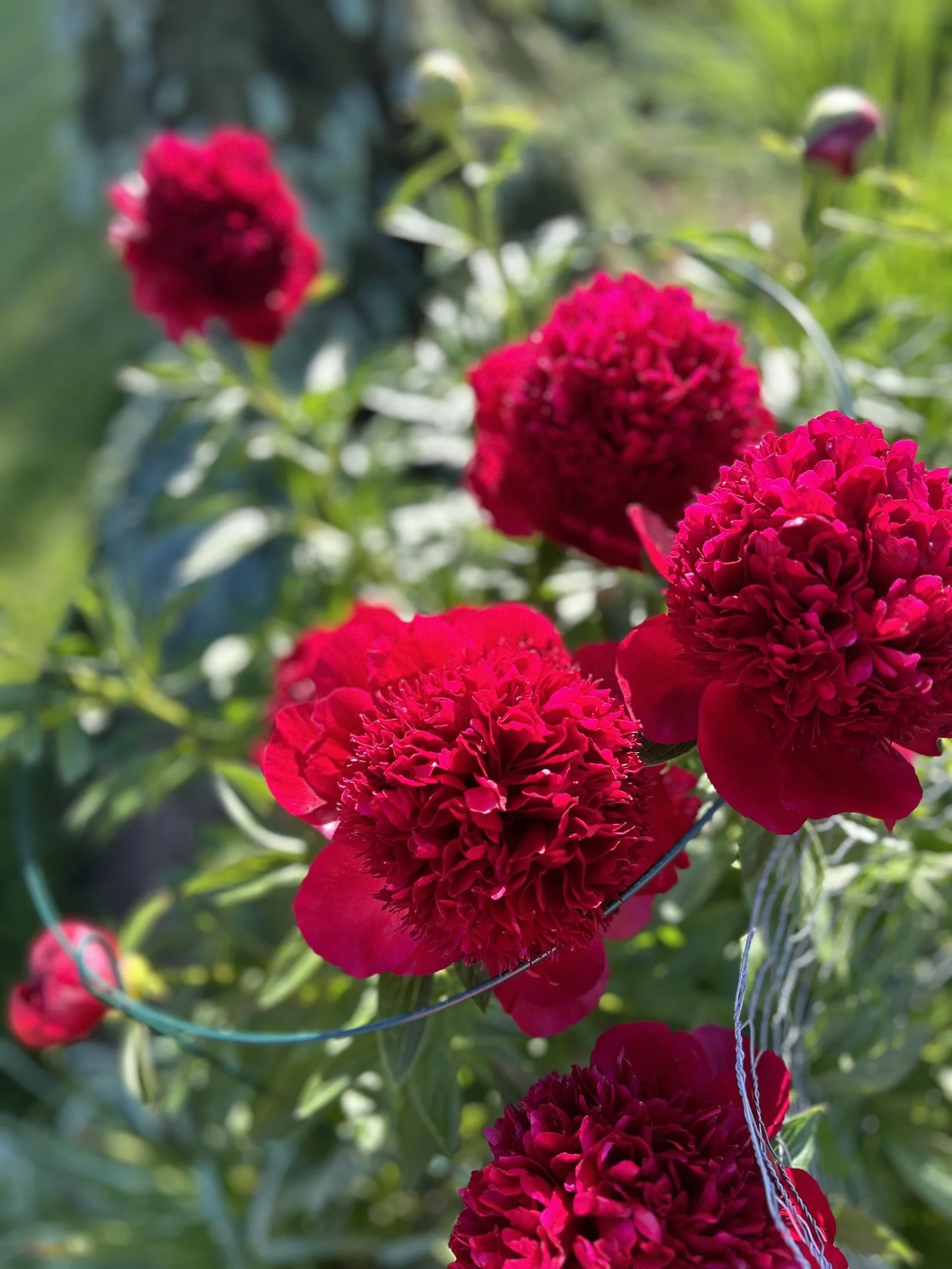 Red Charm bomb peony