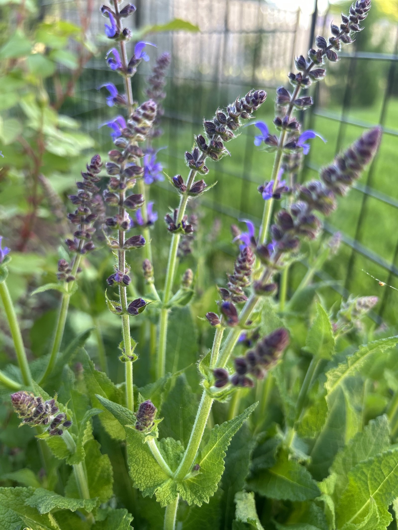 salvia closeup blooms
