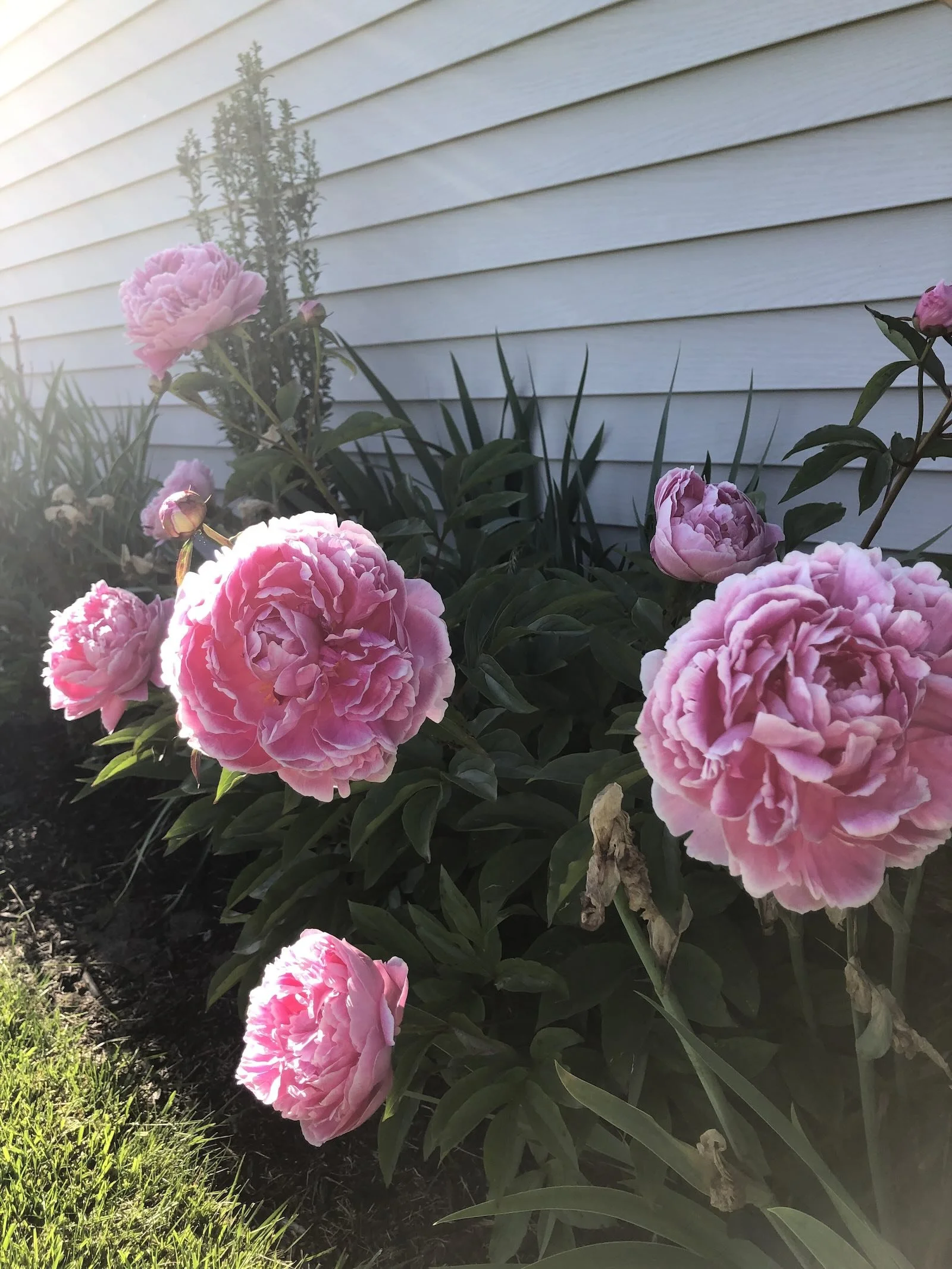 Dr Alexander Fleming pink peony