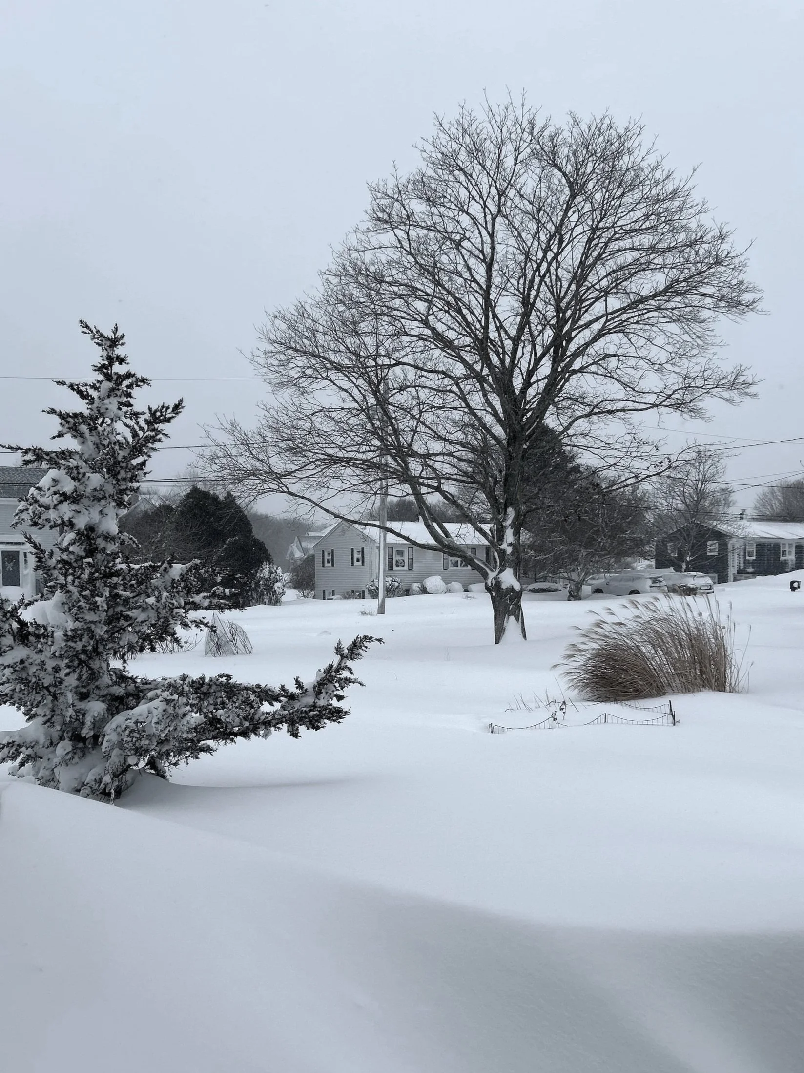 Heavy snow covering garden and shrubs during winter storm in the Northeast