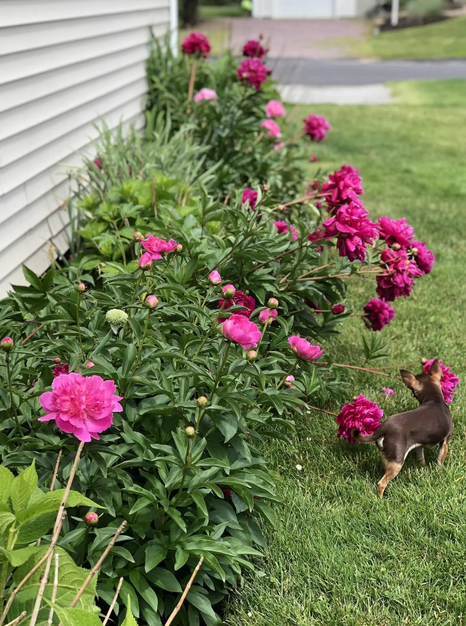 Peonies mass pink red peony