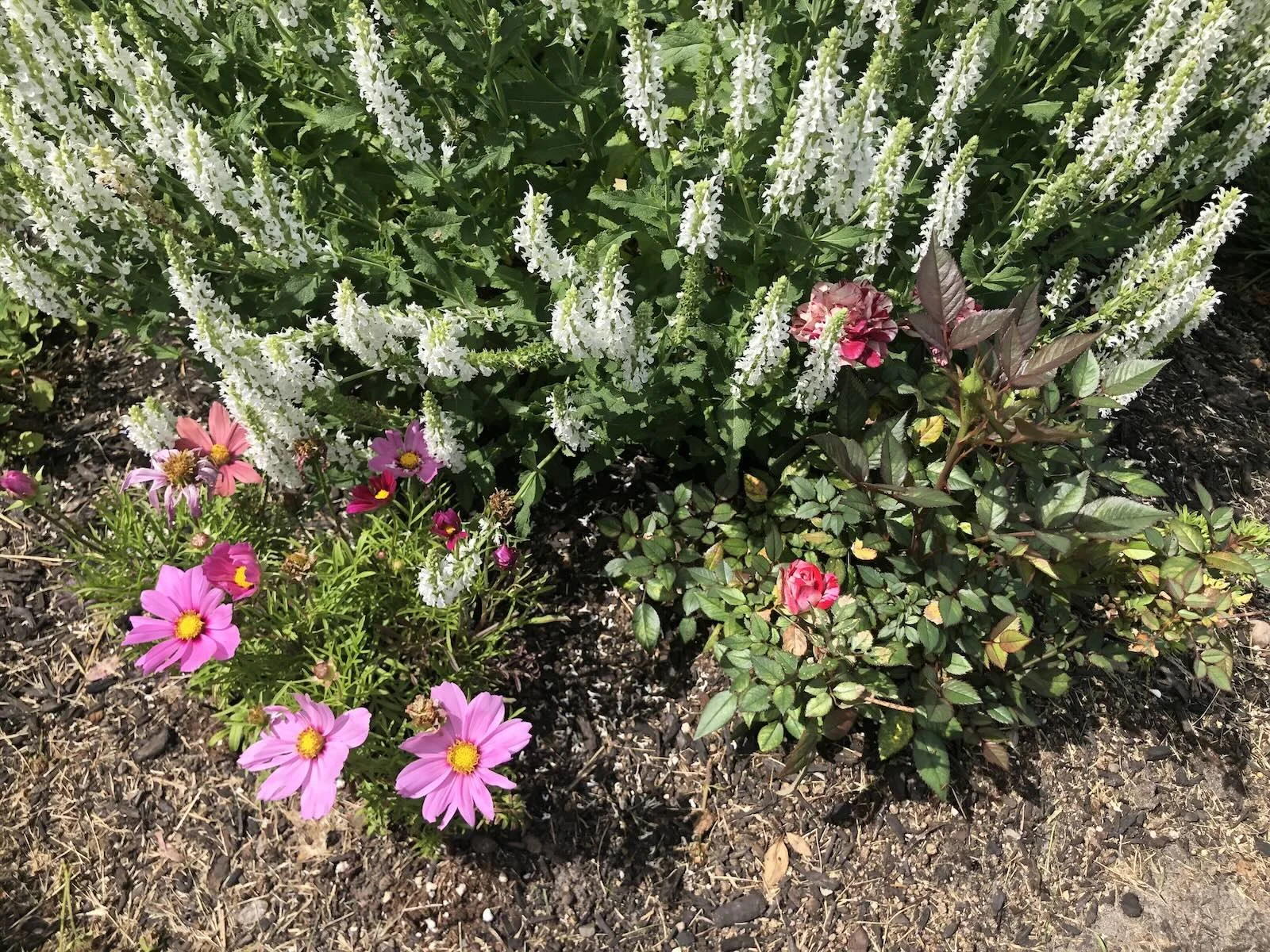snow hill salvia